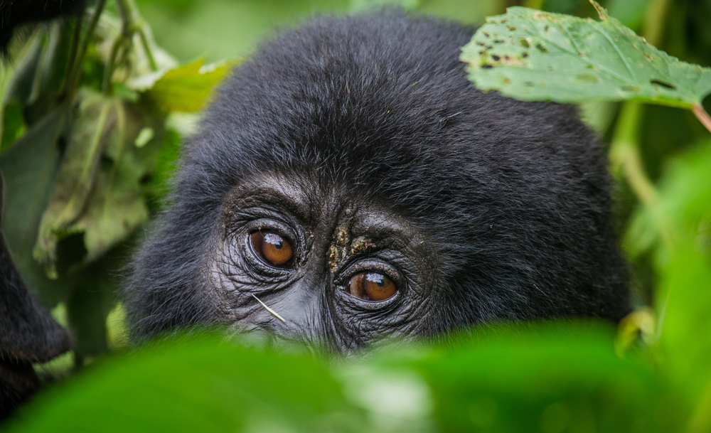 Primate Paradise: Chimpanzees, Gorillas, and More - 7 Days in Uganda