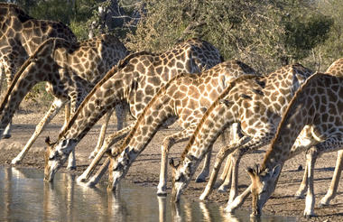 From Urban Exploration to Safari Excitement: A South African Odyssey