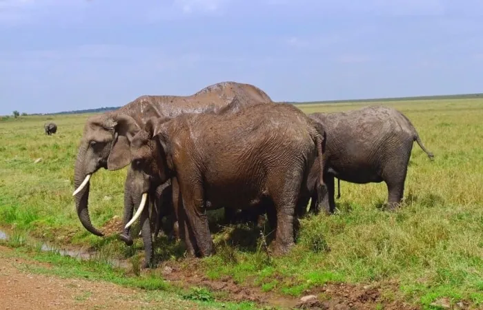Grevy's Zebra Grazing in Samburu Game Reserve, Kenya