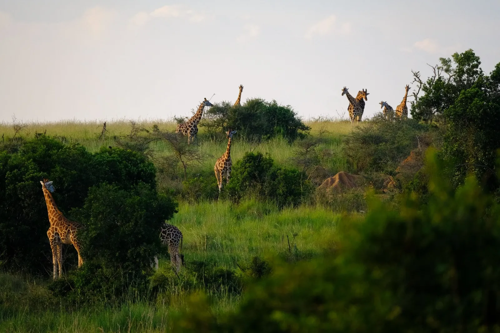 Graceful Giraffes Roaming the Scenic Landscapes of Lake Manyara National Park