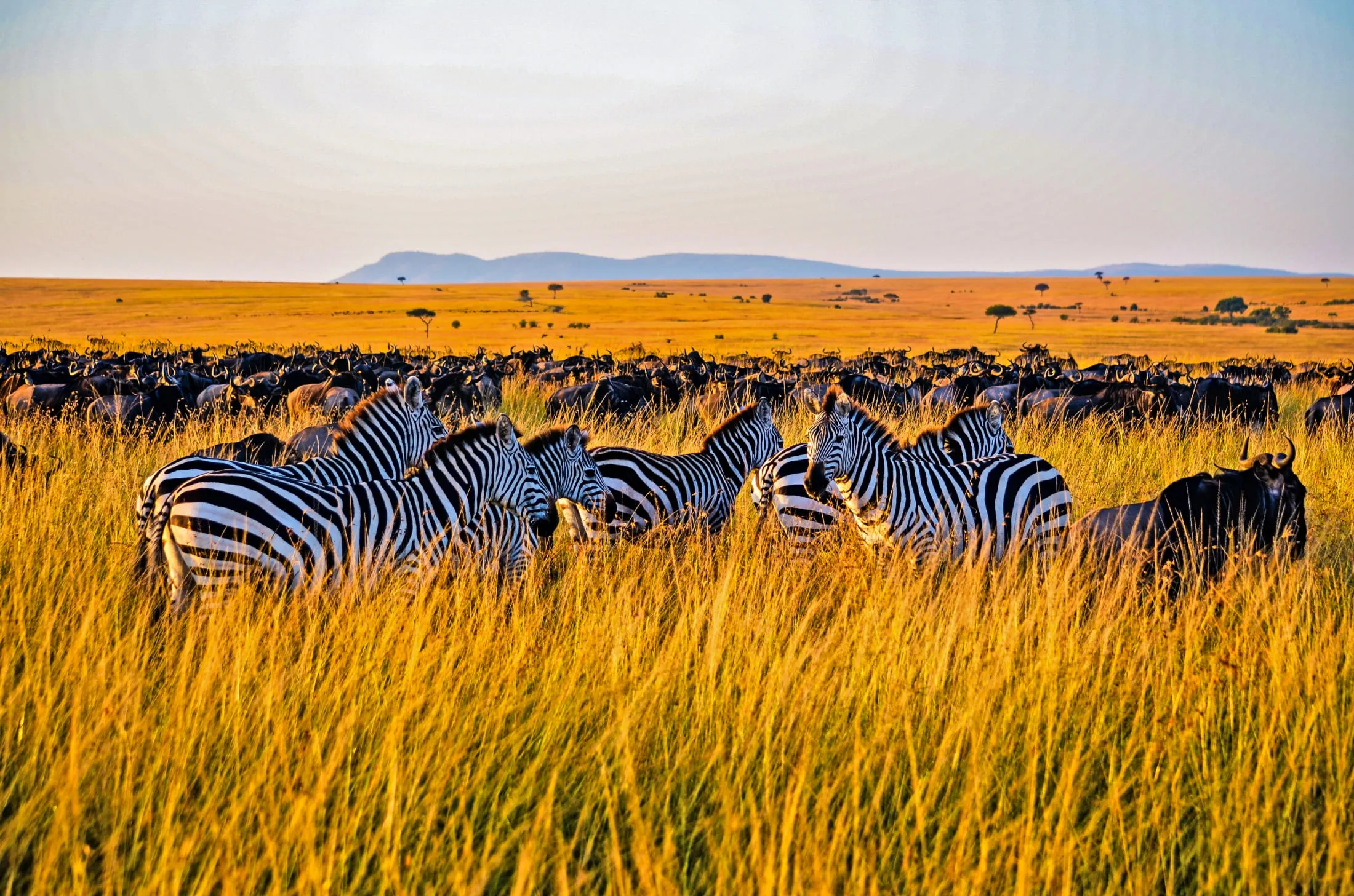 Grevy's Zebra Grazing in Samburu Game Reserve, Kenya
