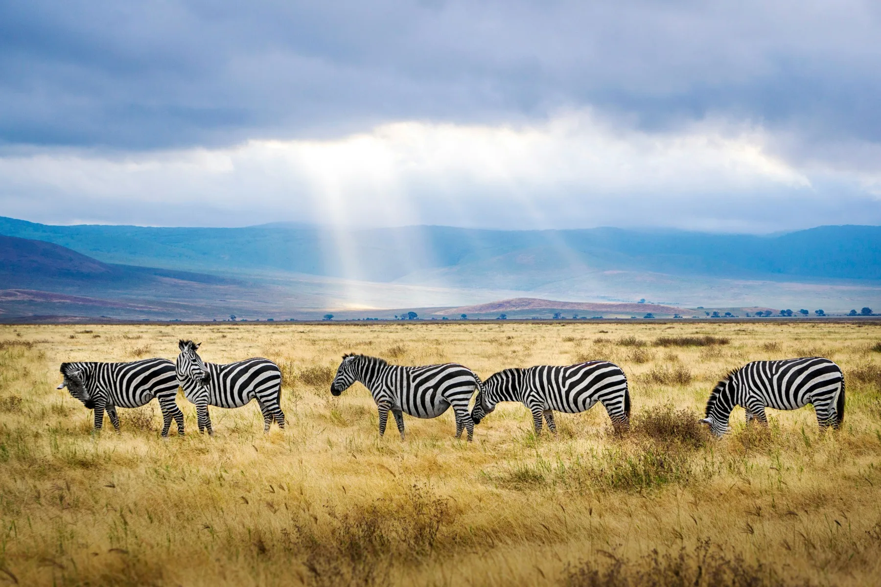 Wildlife crossing open savanna beneath a broad sky in northern Tanzania
