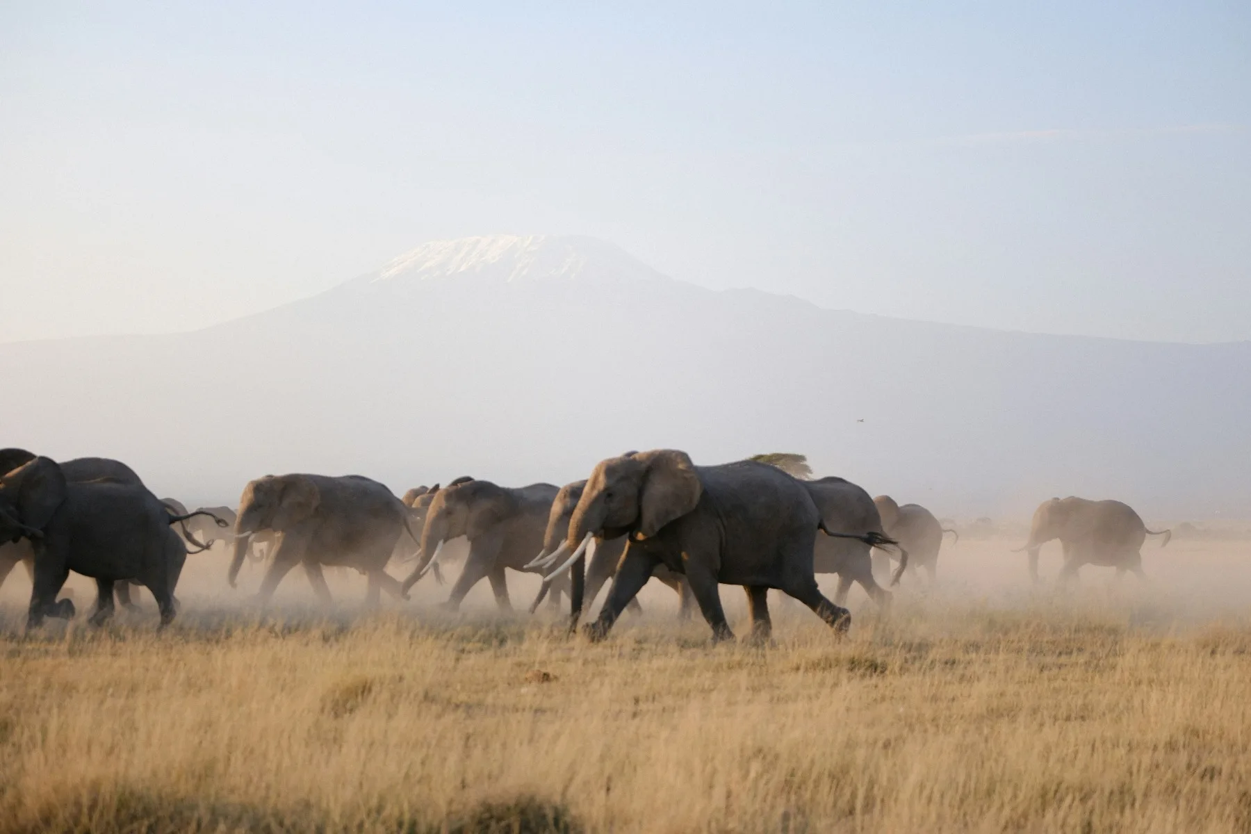 Elephants crossing open grassland in Amboseli National Park, Kenya
