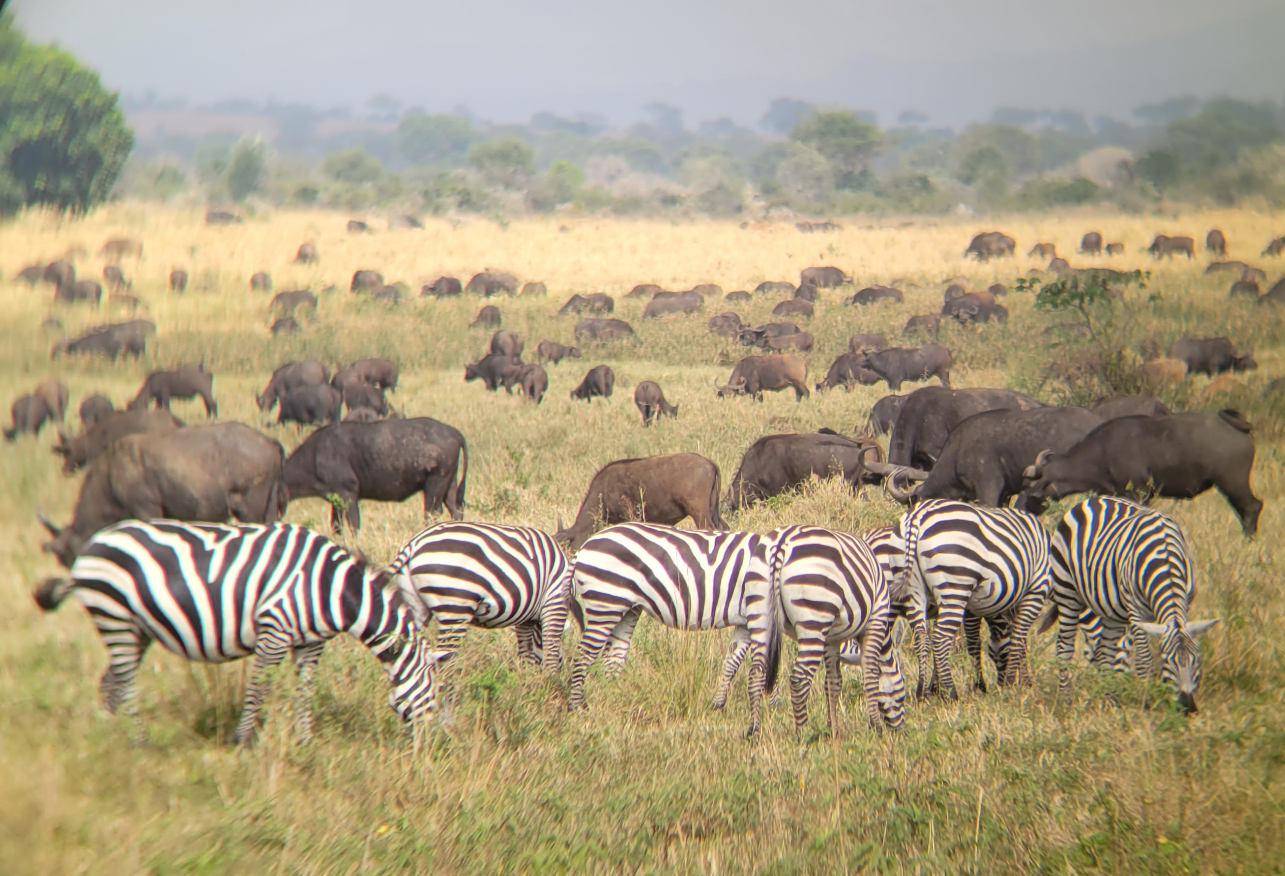 Safari — Classic wildlife safaris and game drives