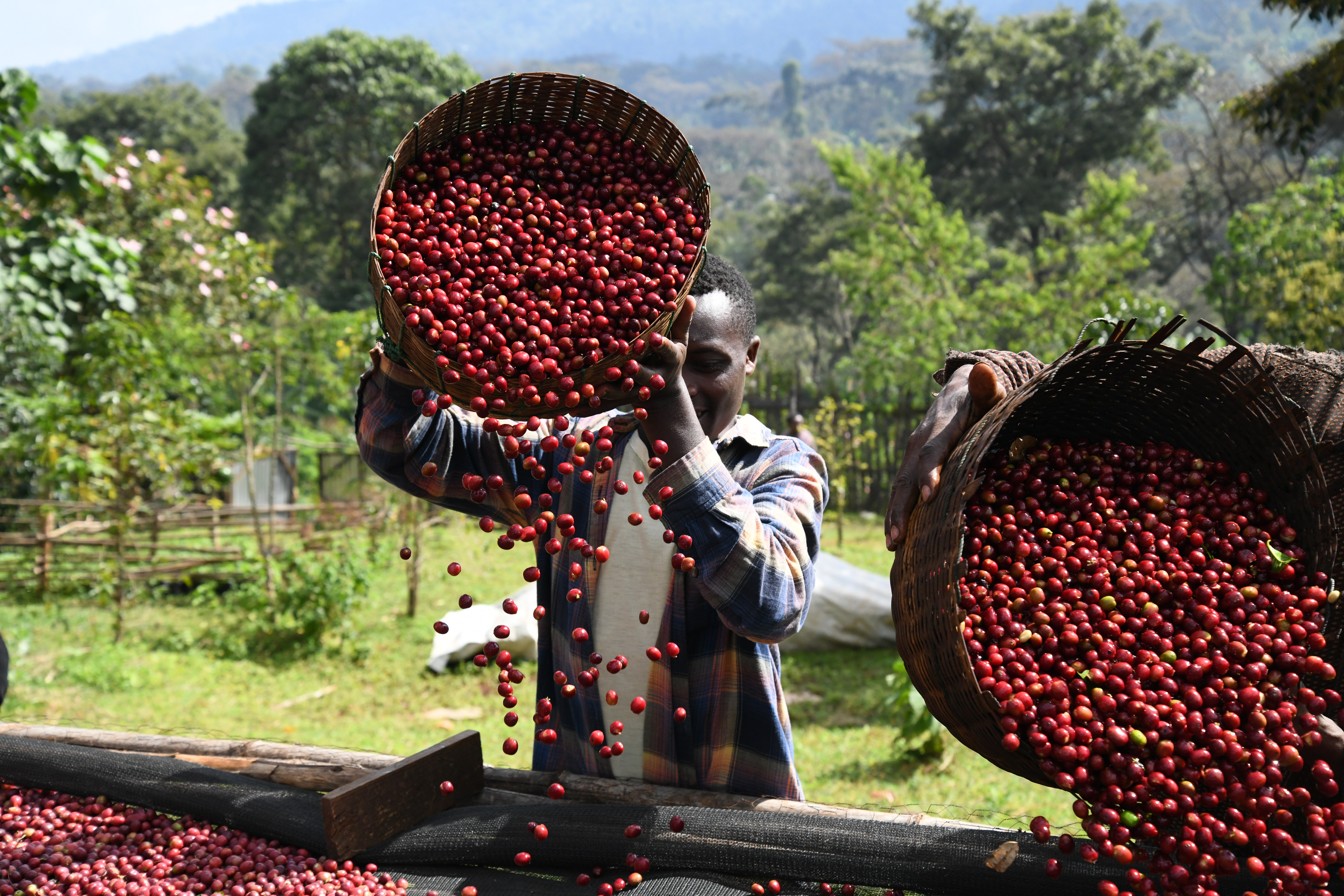 Coffee — Coffee ceremonies, farms and the birthplace of coffee