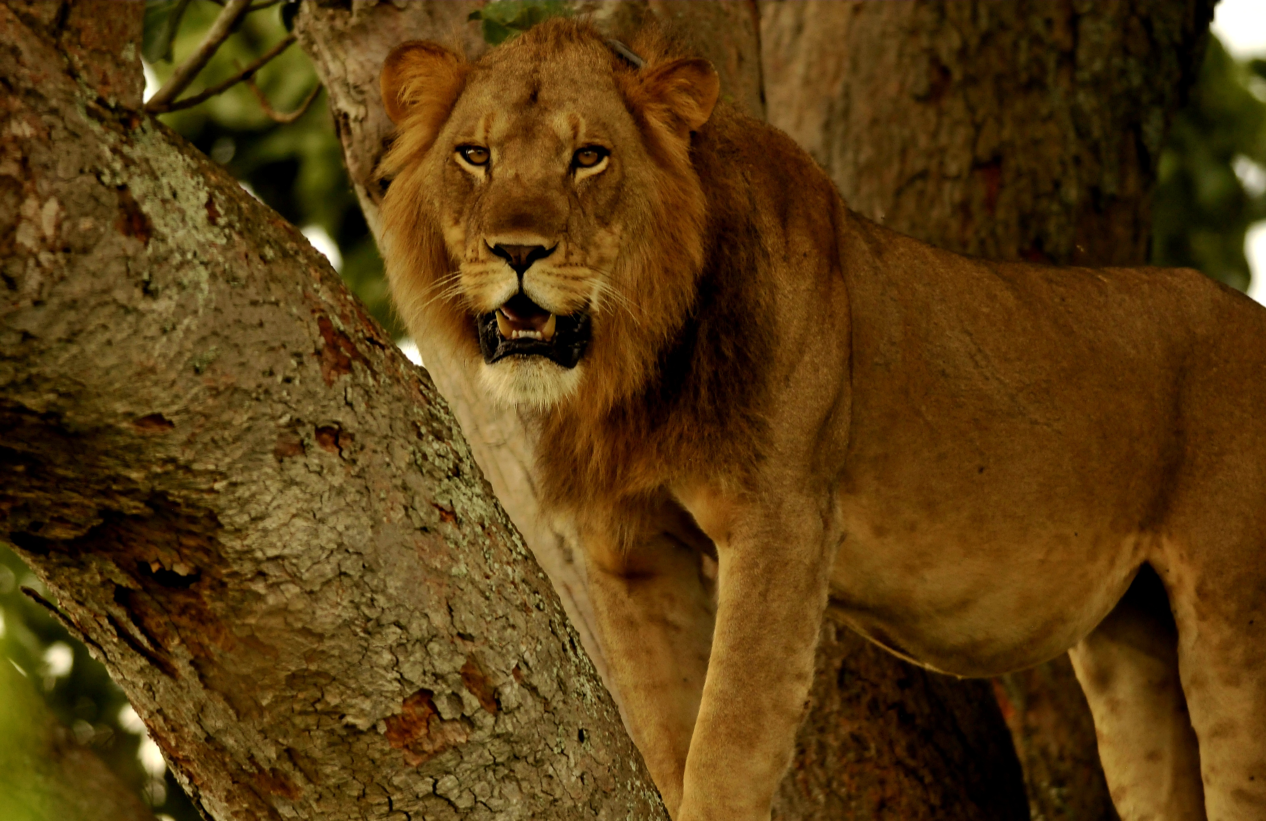 Wildlife — Birding, primates, marine life and conservation