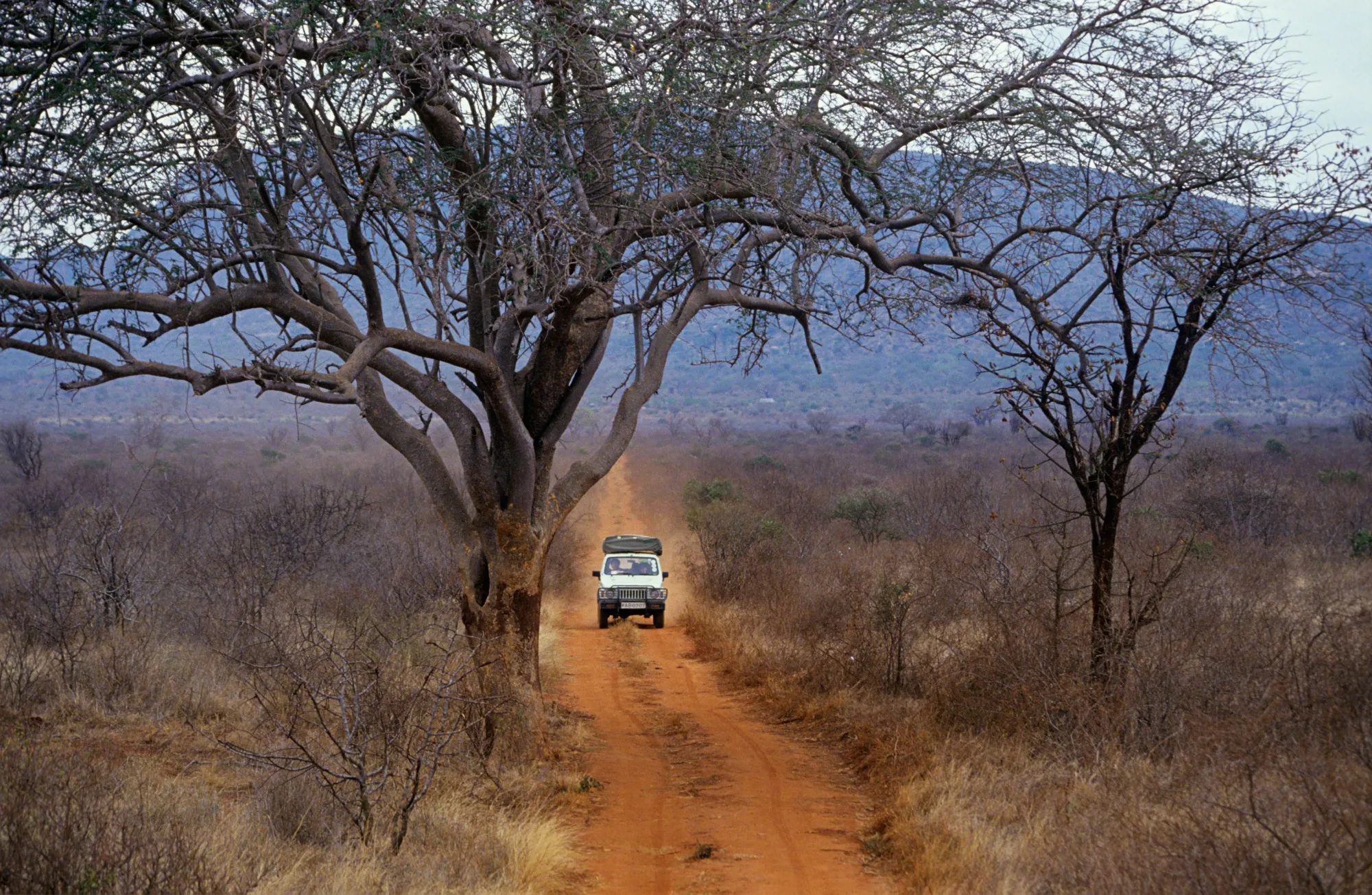 Terracotta-red elephant walking across the arid scrubland plains of Tsavo National Park, Kenya