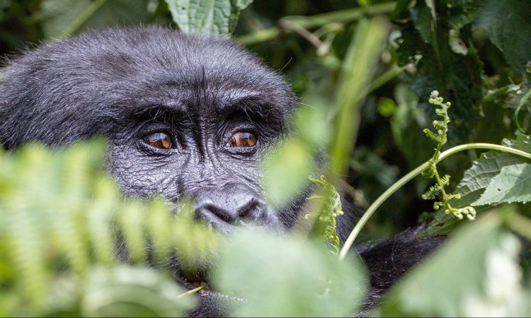 Close-up of a mountain gorilla in its natural habitat, surrounded by the dense foliage of Rwanda's Volcanoes National Park.