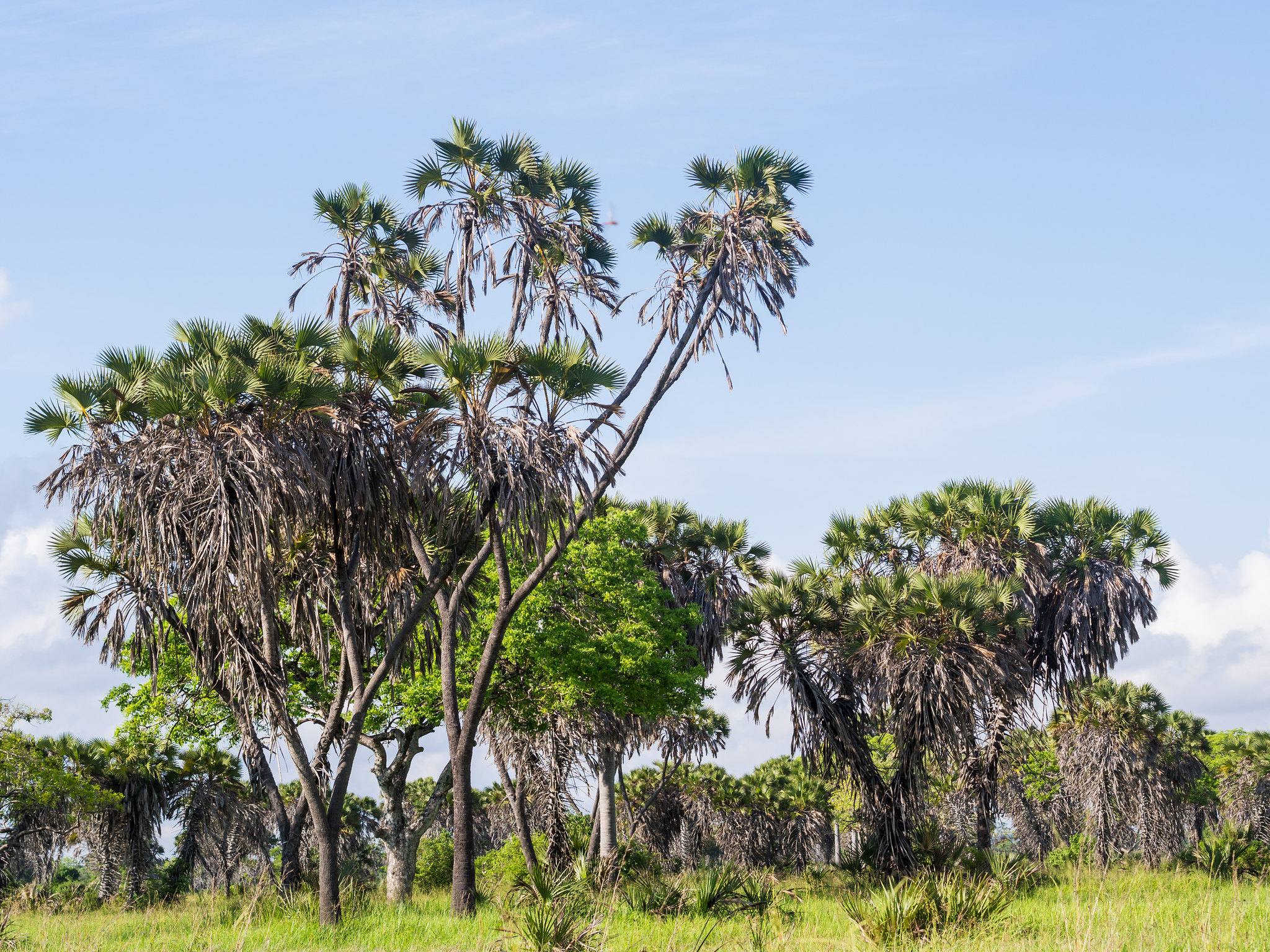 A scenic panorama of Saadani National Park, showcasing a diverse landscape where the savannah meets the Indian Ocean, with wildlife such as elephants or giraffes visible along the coastline, under a vibrant sunset sky, highlighting the unique blend of marine and terrestrial habitats.
