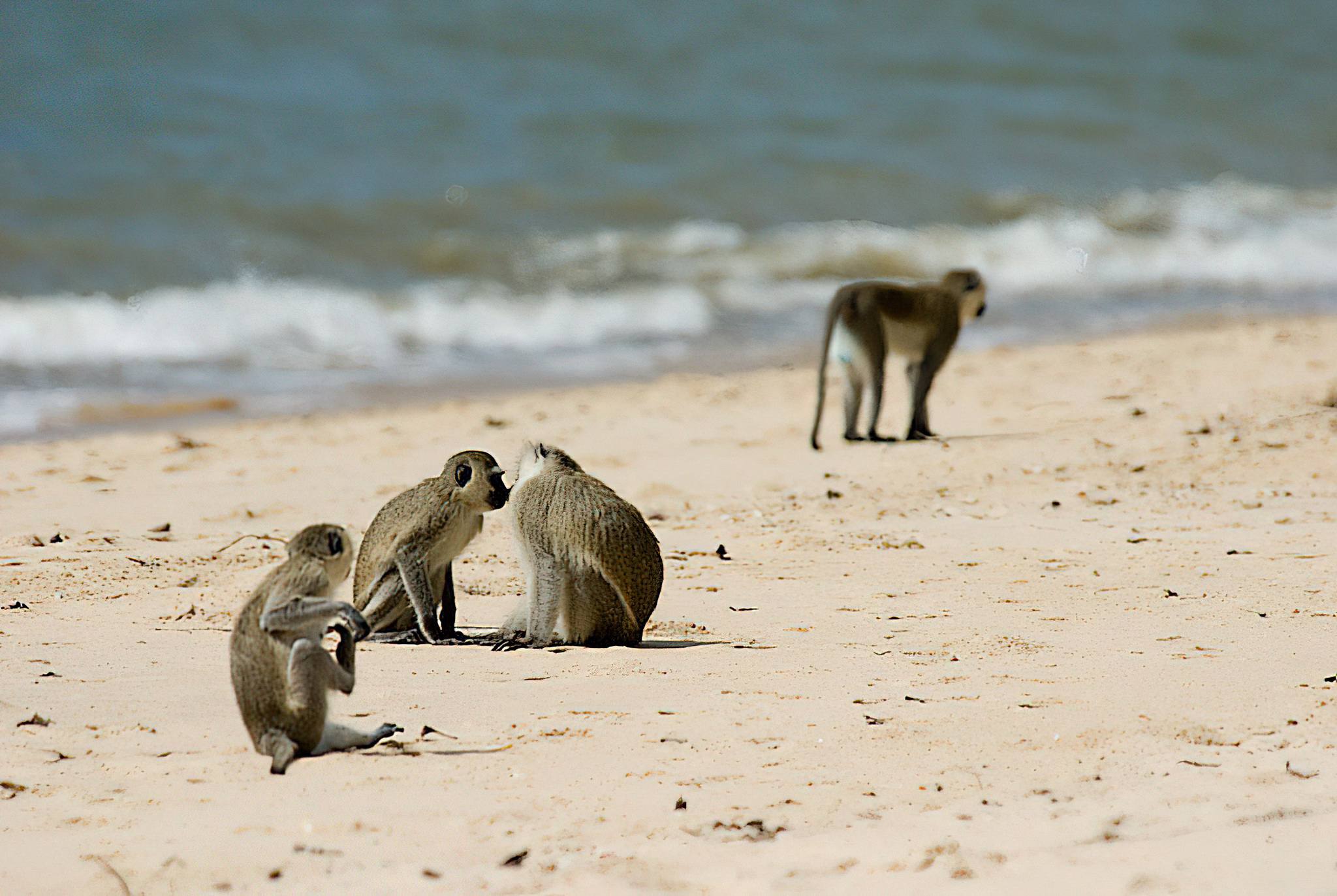 A scenic panorama of Saadani National Park, showcasing a diverse landscape where the savannah meets the Indian Ocean, with wildlife such as elephants or giraffes visible along the coastline, under a vibrant sunset sky, highlighting the unique blend of marine and terrestrial habitats.
