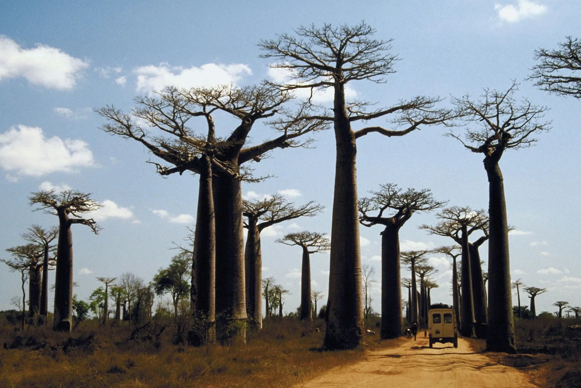 Ancient Grandidier baobab trees lining a rural dirt road at sunset in Morondava, western Madagascar