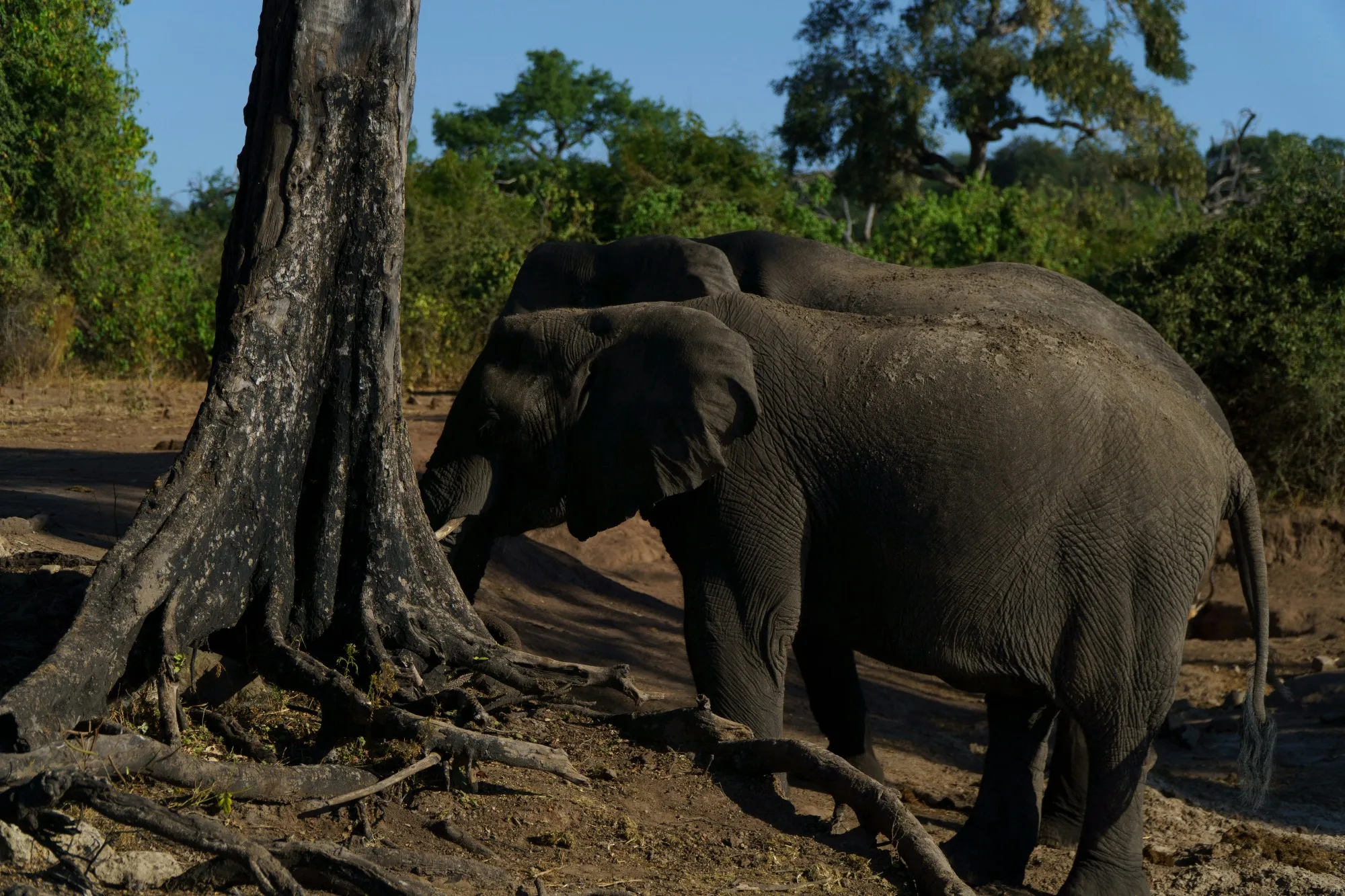 Okavango Delta landscape photograph 1