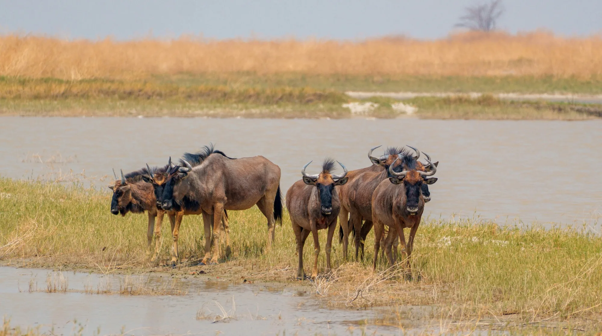 Makgadikgadi Pans National Park landscape photograph 1