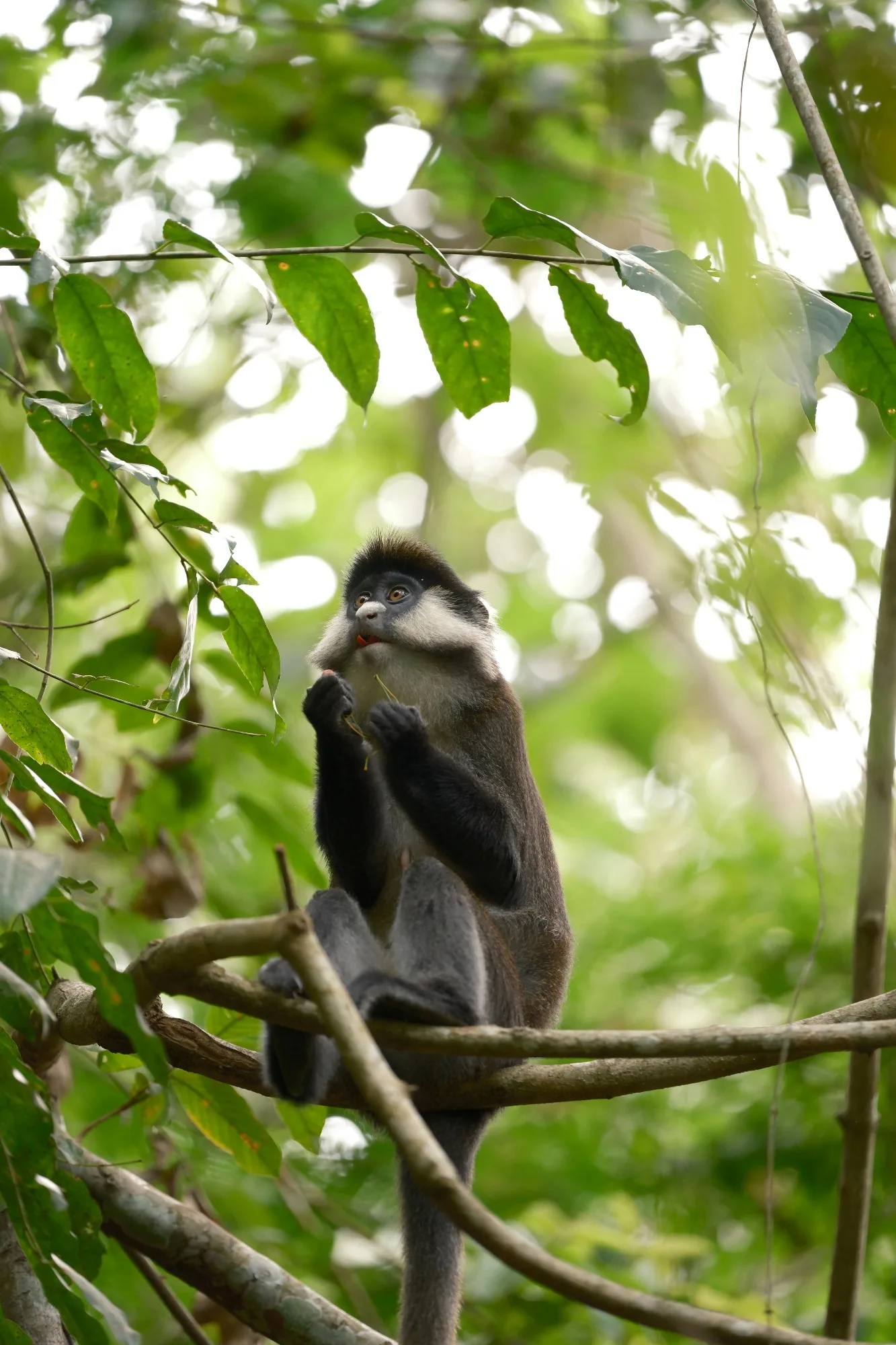 Kibale Forest National Park landscape photograph 2