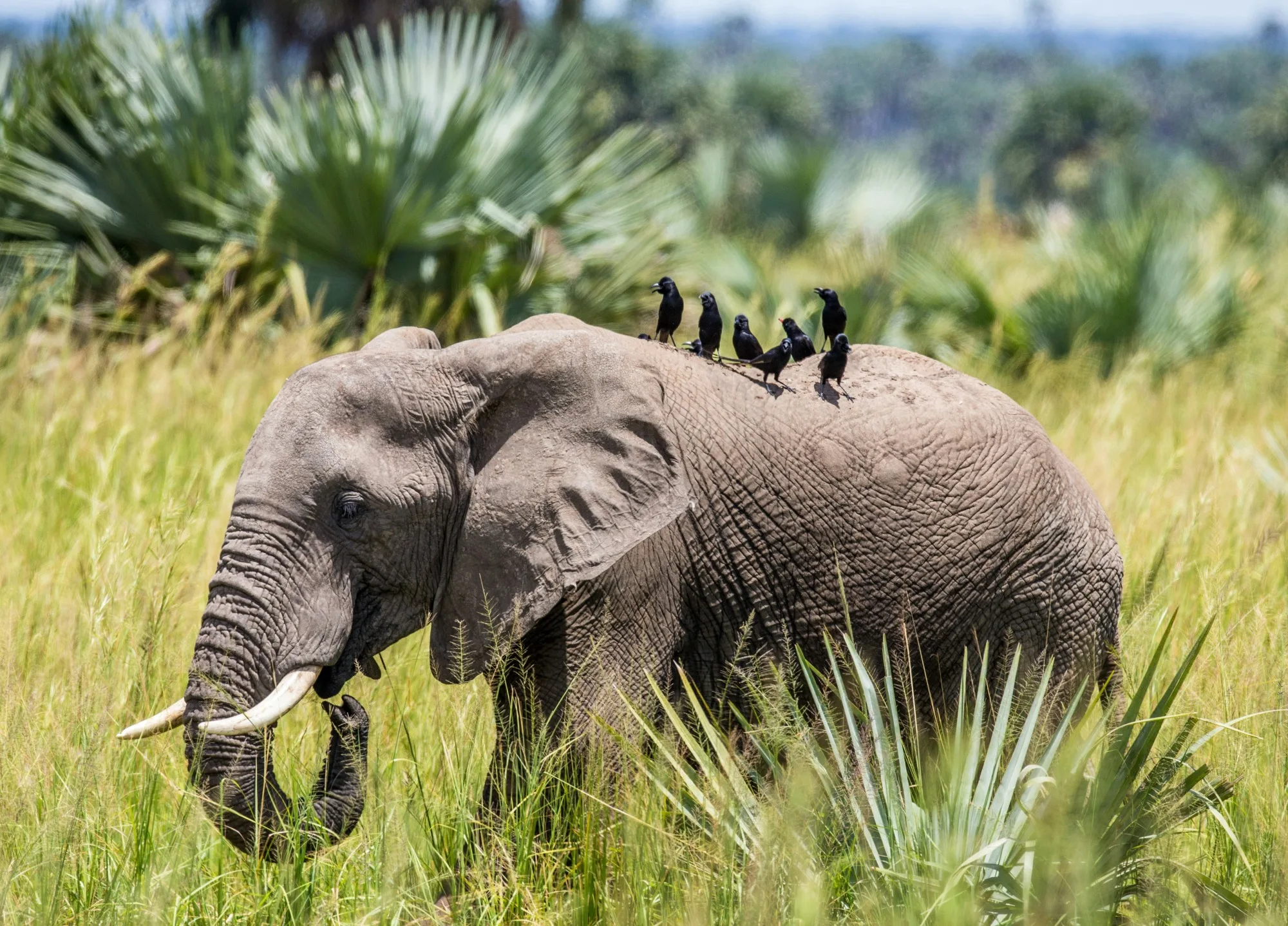 Murchison Falls National Park landscape photograph 3
