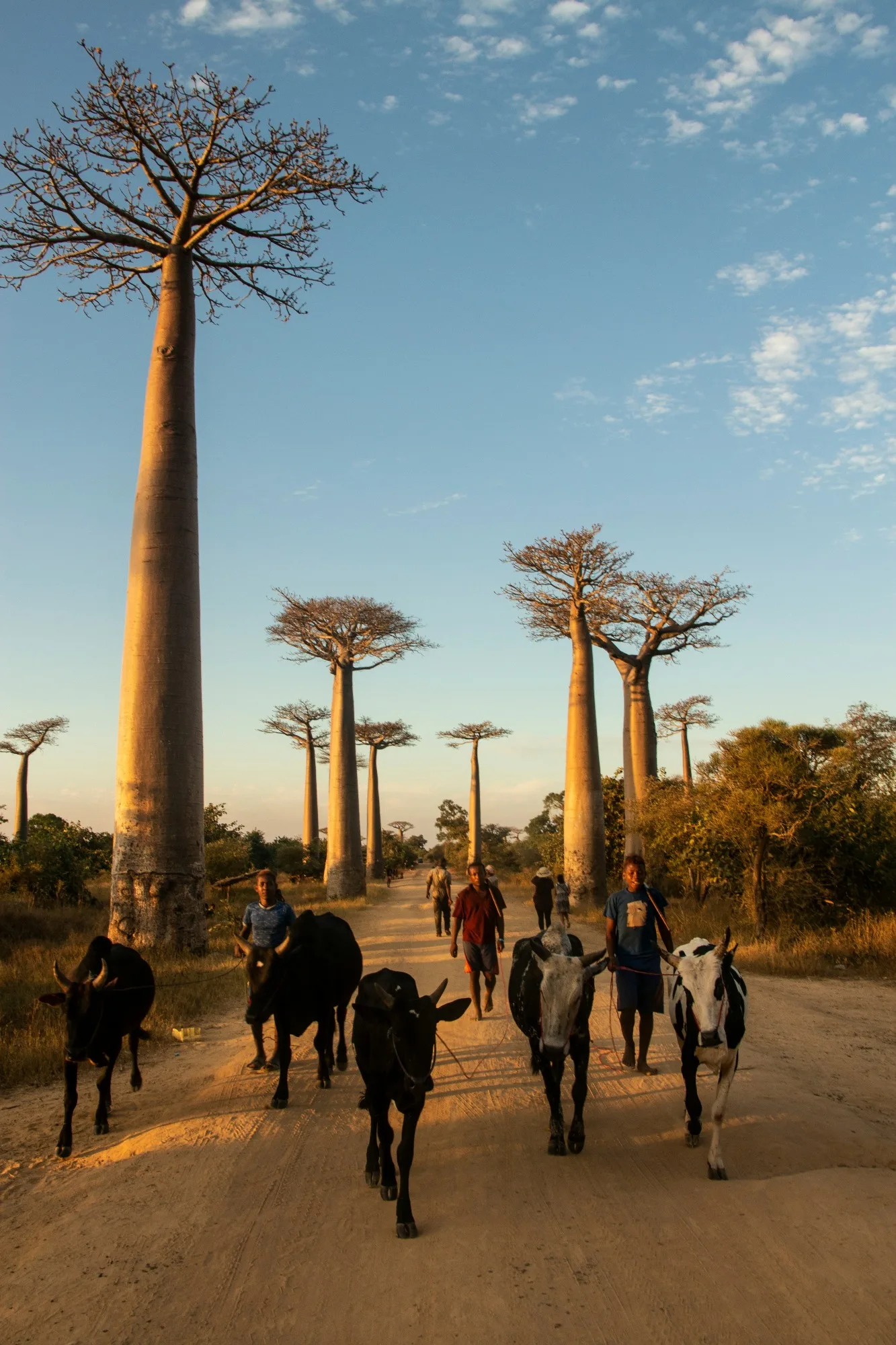Avenue of the Baobabs & Morondava landscape photograph 2