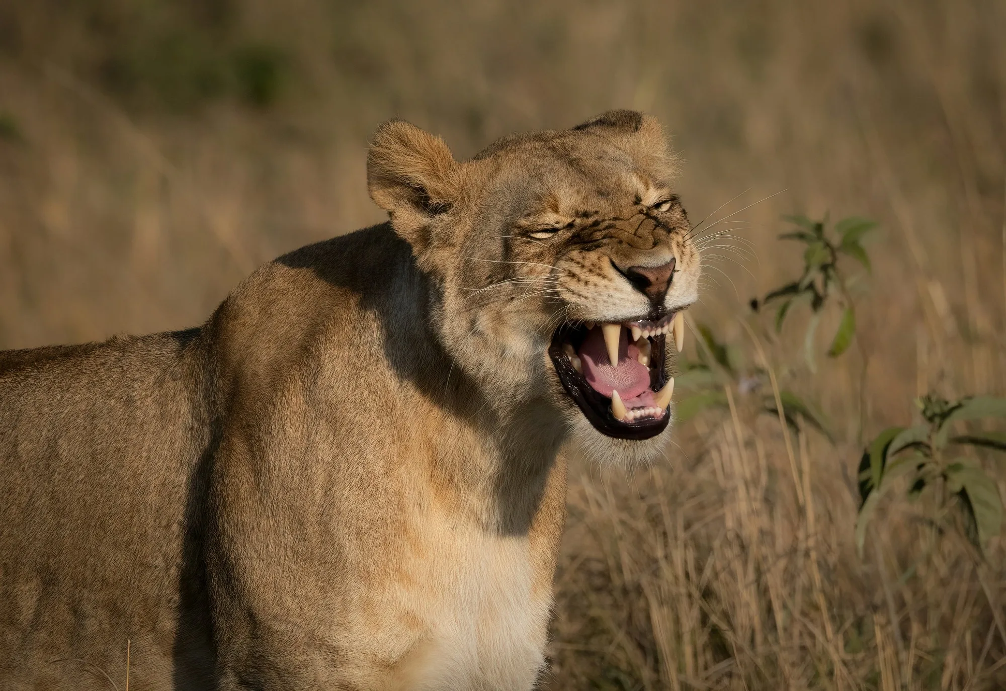 Masai Mara landscape photograph 1