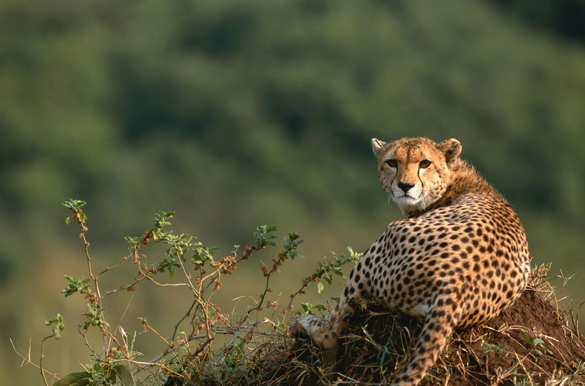 Amboseli National Park landscape photograph 2