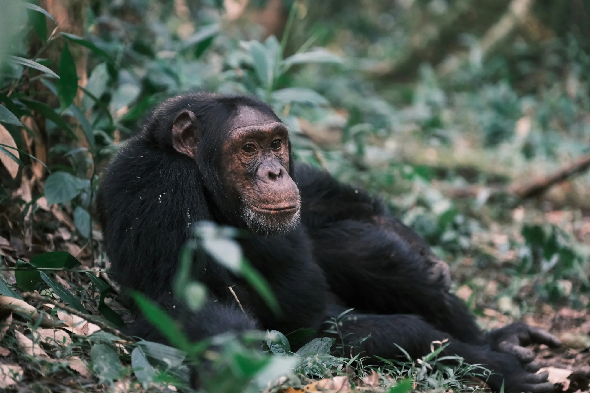Wild chimpanzee sitting in the lush green rainforest canopy of Kibale Forest National Park, Uganda