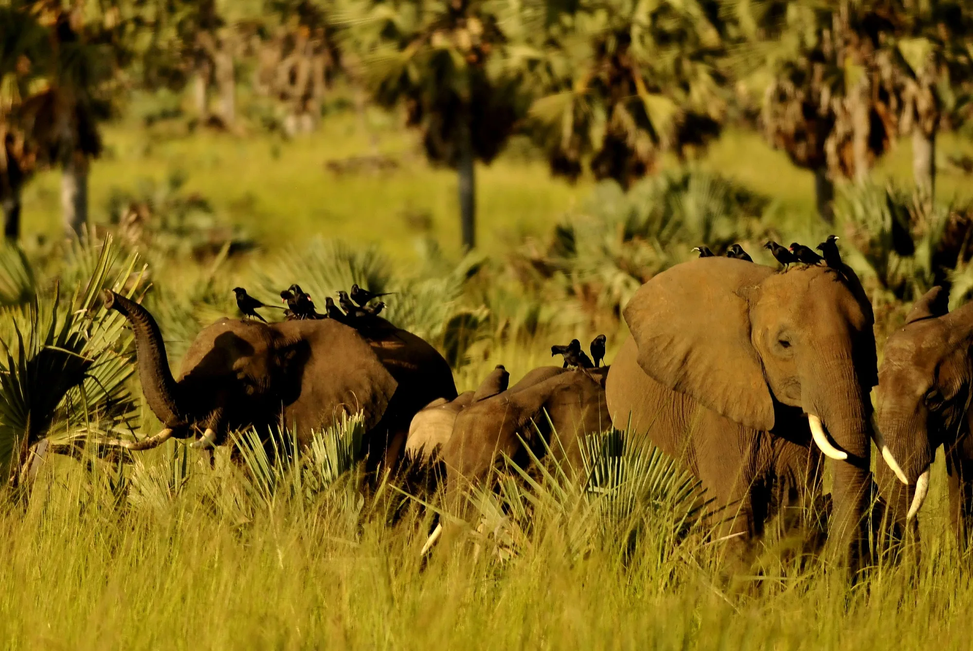 African elephants gathering along the shores of Kazinga Channel in Queen Elizabeth National Park, Uganda