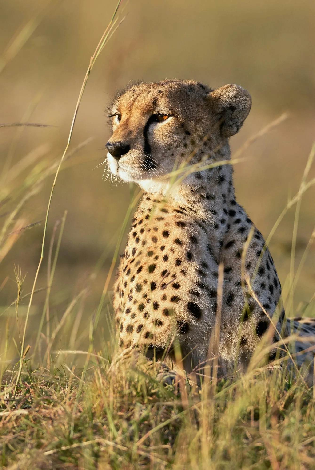 Serengeti National Park landscape photograph 1