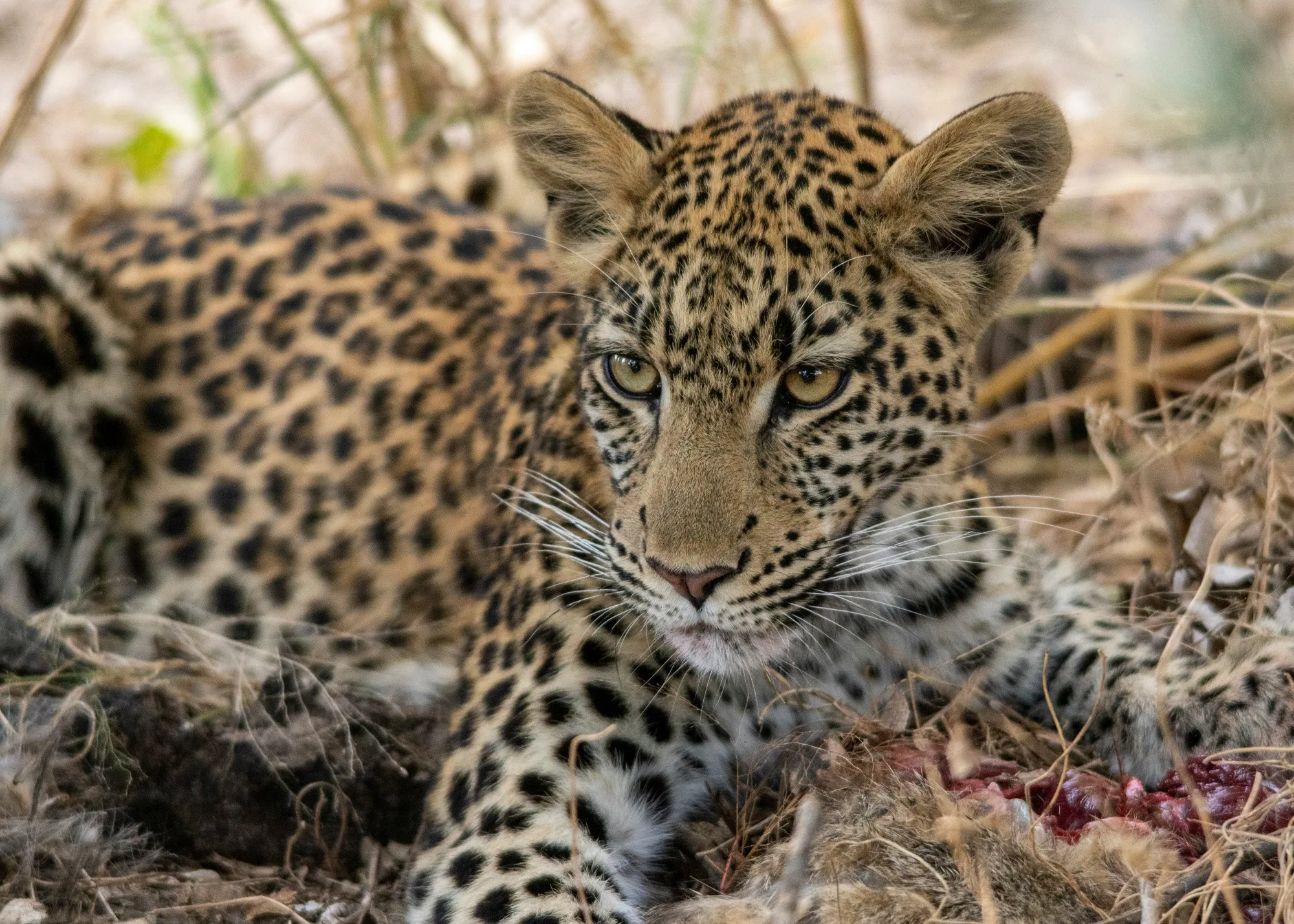 Okavango Delta landscape photograph 2