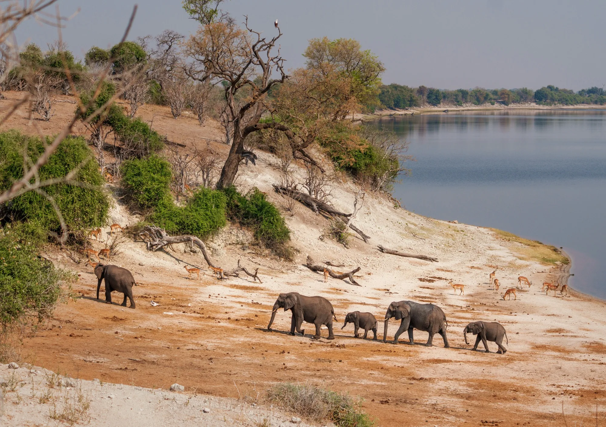 Chobe National Park landscape photograph 3