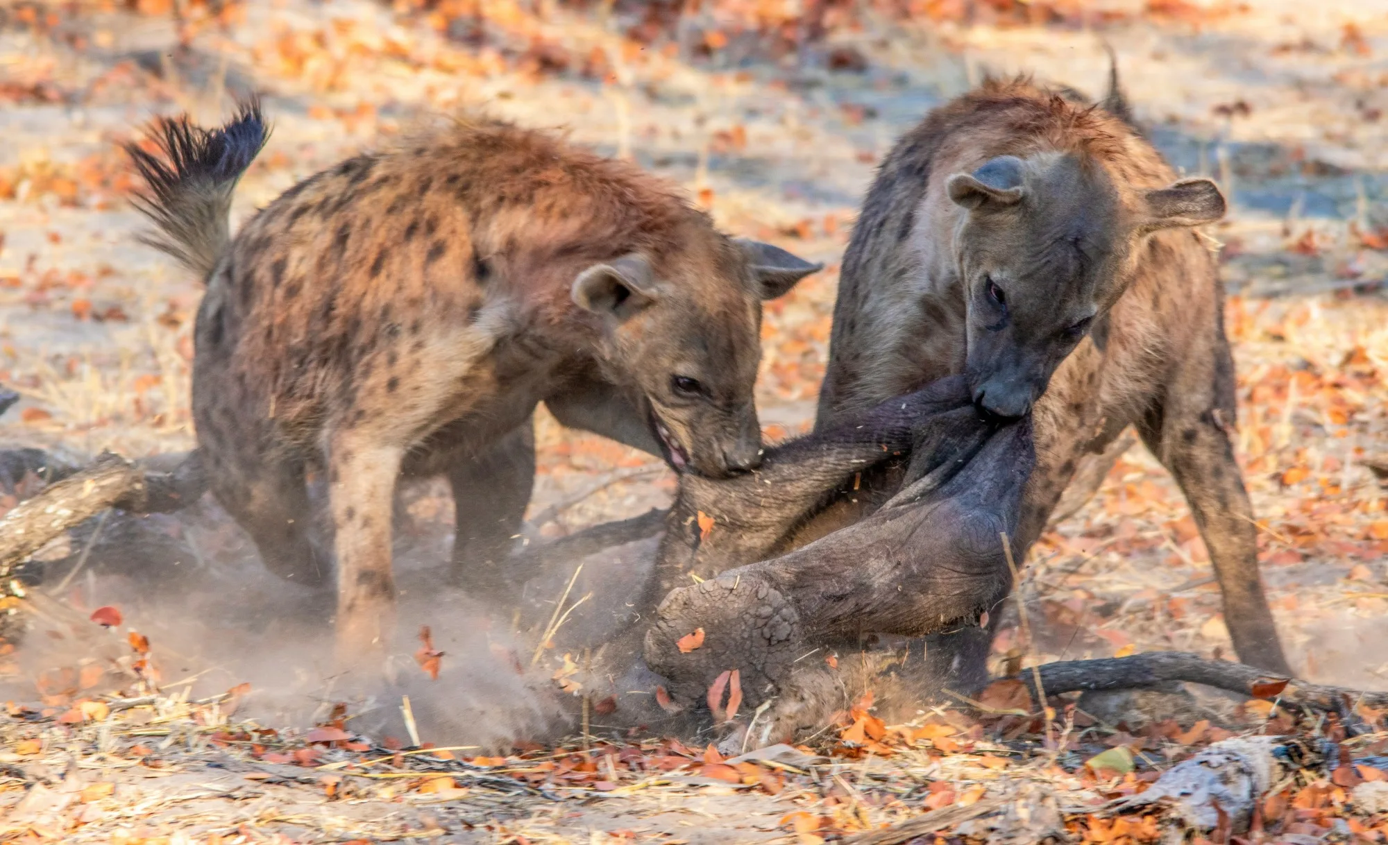 Okavango Delta landscape photograph 3