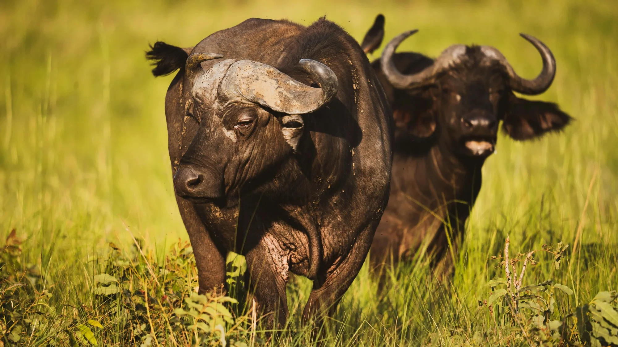 Queen Elizabeth National Park landscape photograph 2