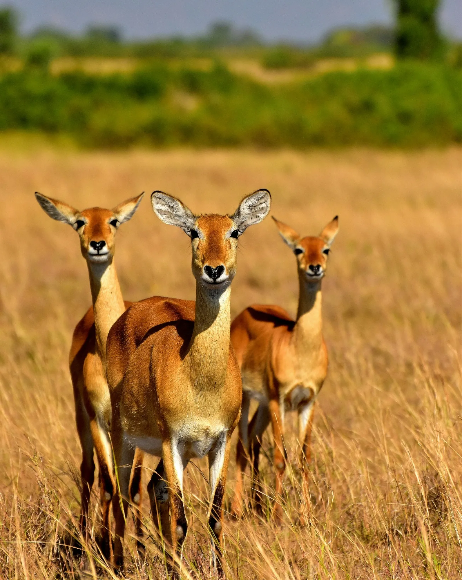 Queen Elizabeth National Park landscape photograph 1