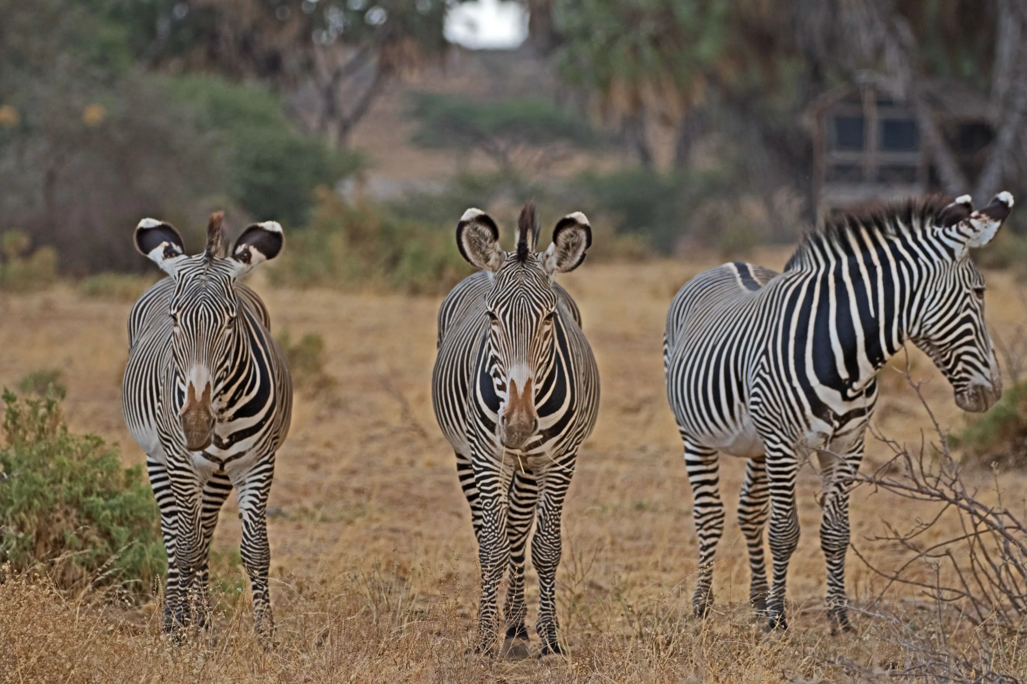 Grevy's Zebra Grazing in Samburu Game Reserve, Kenya