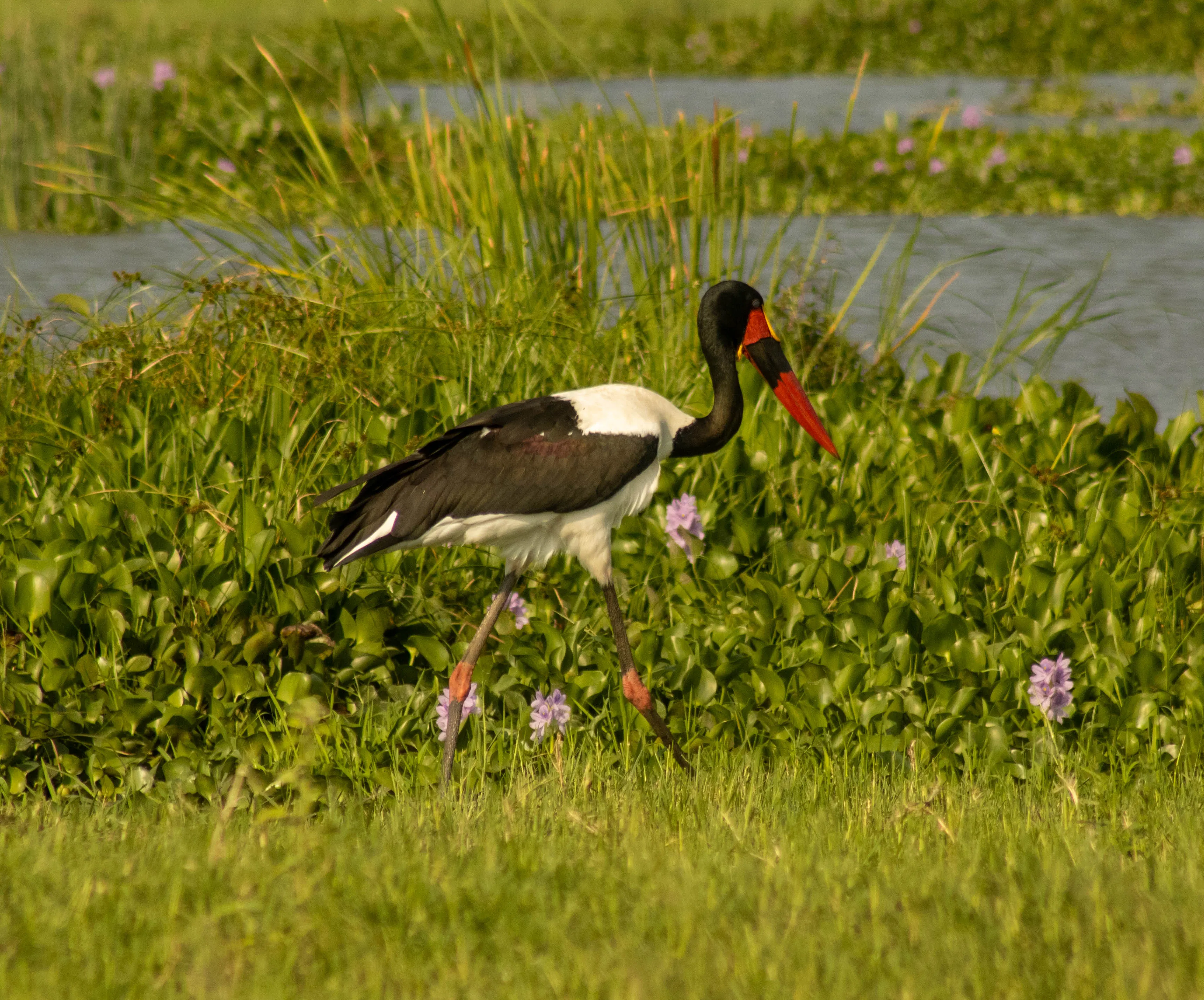 Birdwatching during the game drives