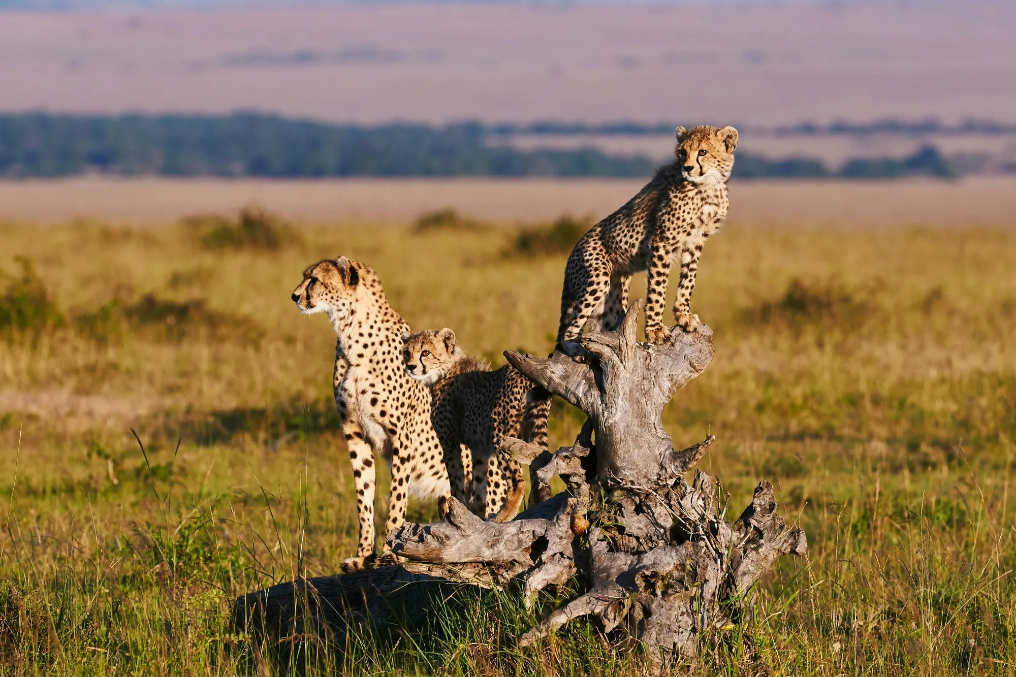 Amboseli National Park landscape photograph 3