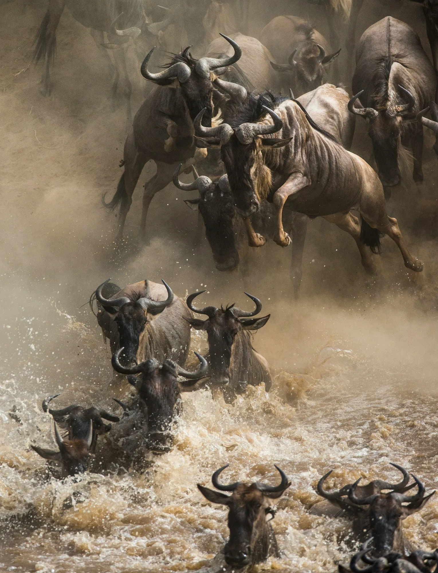 Wildebeest migration herd crossing the open golden plains of the Serengeti, northern Tanzania