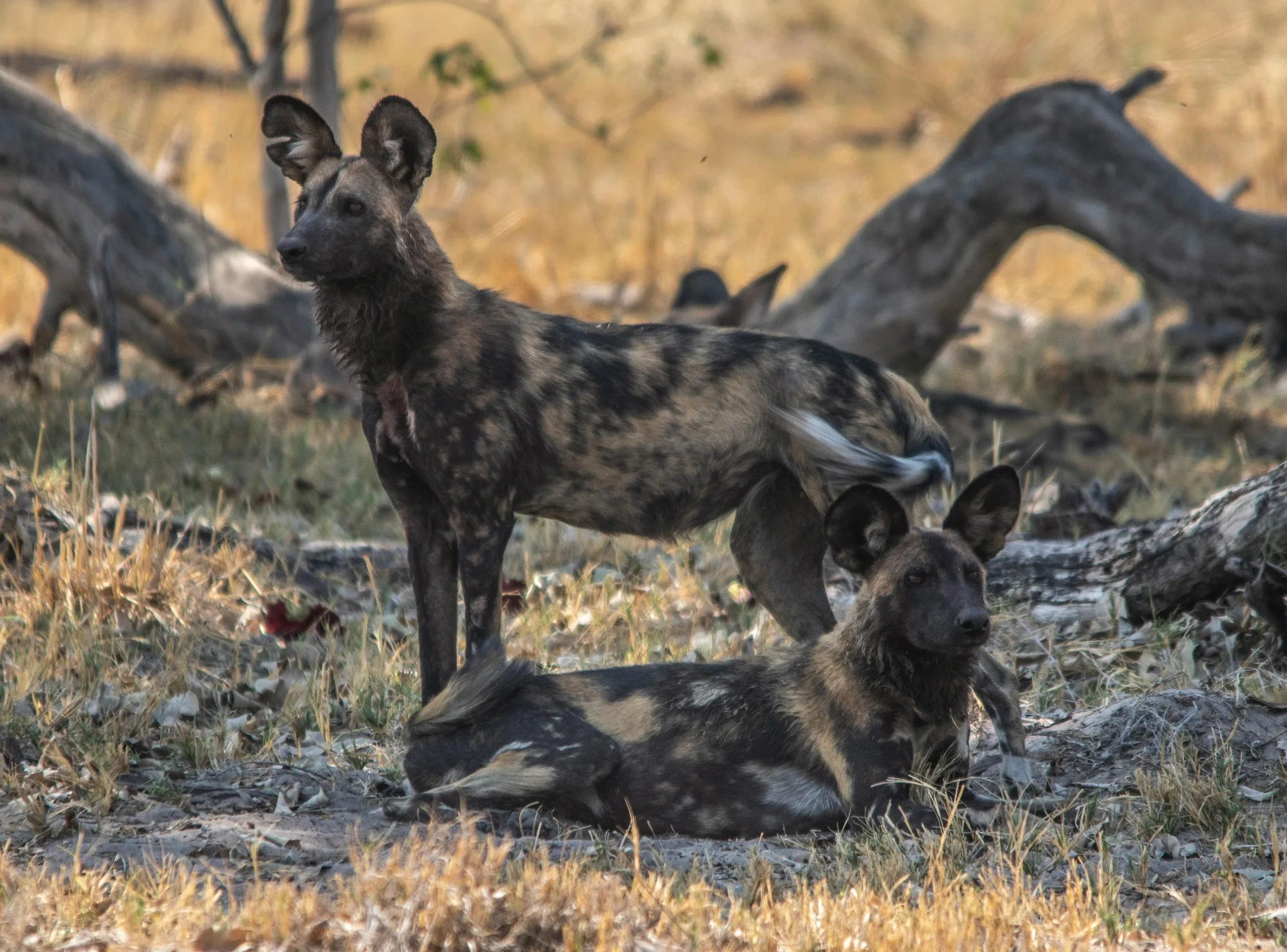 Moremi Game Reserve landscape photograph 1