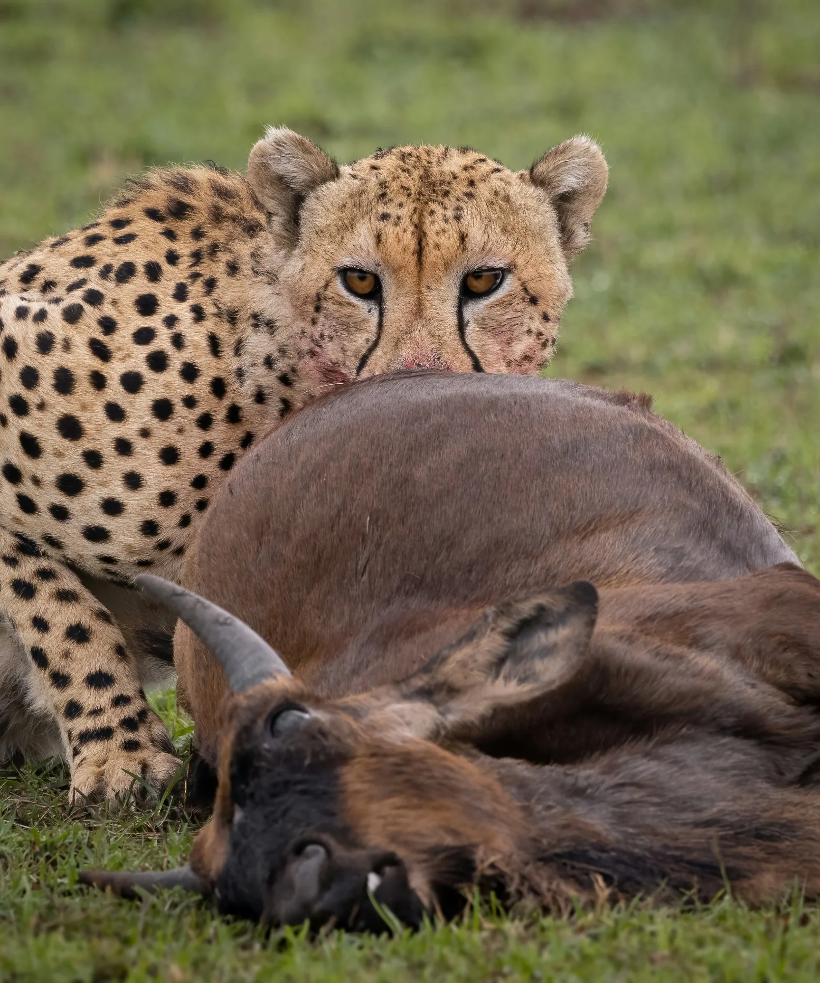 Masai Mara landscape photograph 2