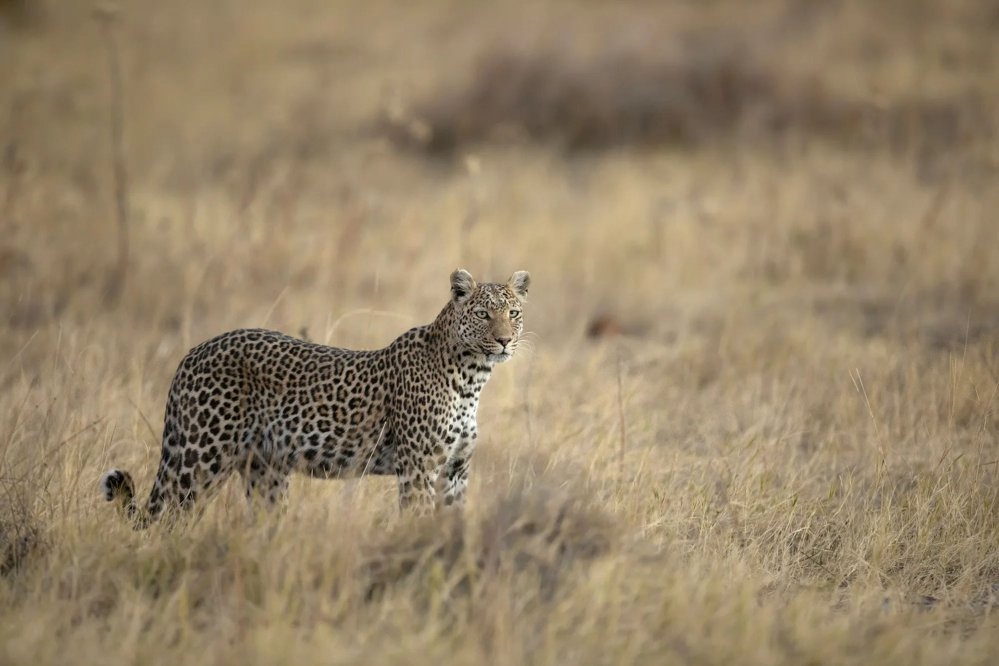 Moremi Game Reserve landscape photograph 2