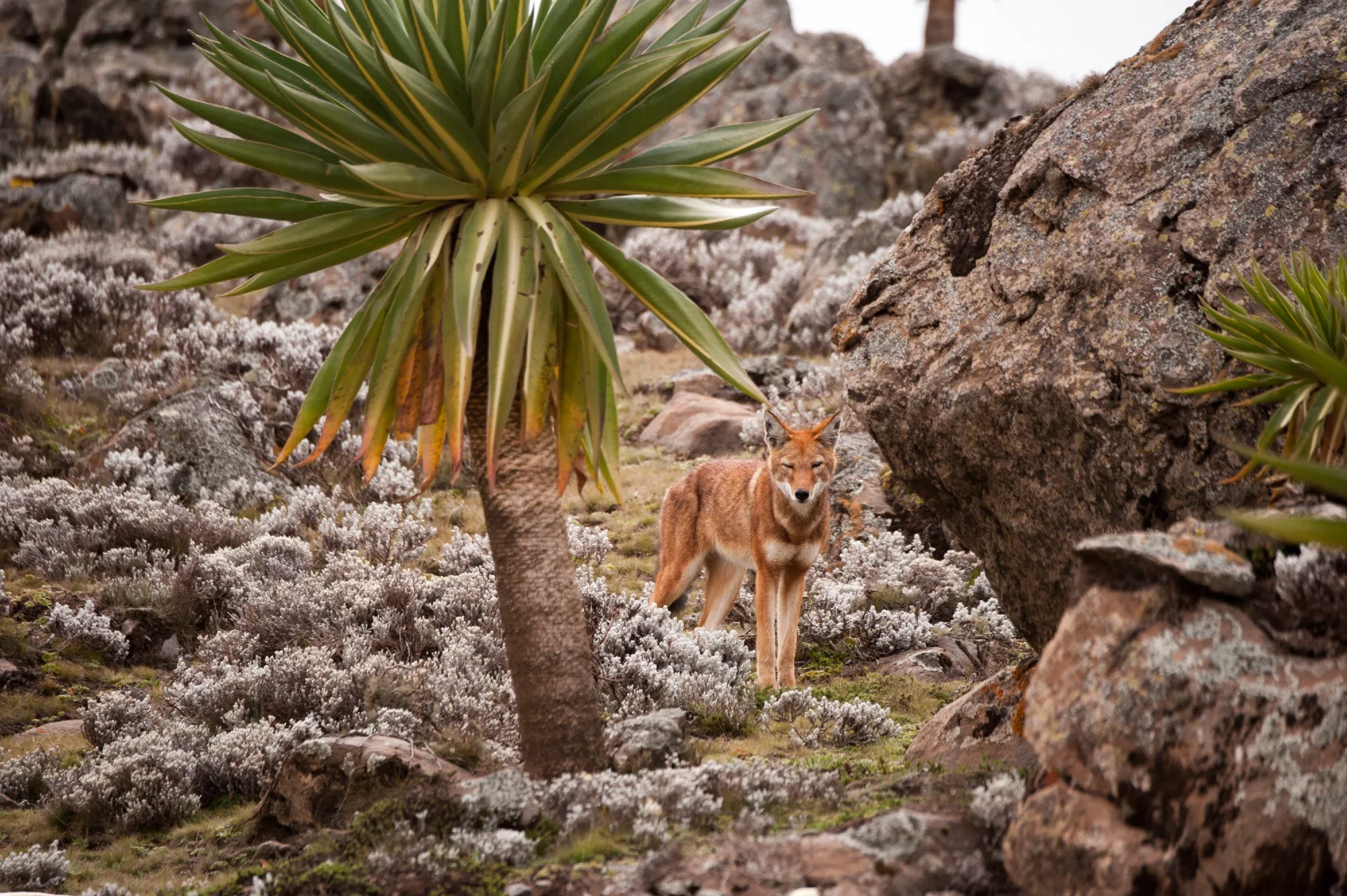 Bale Mountains National Park