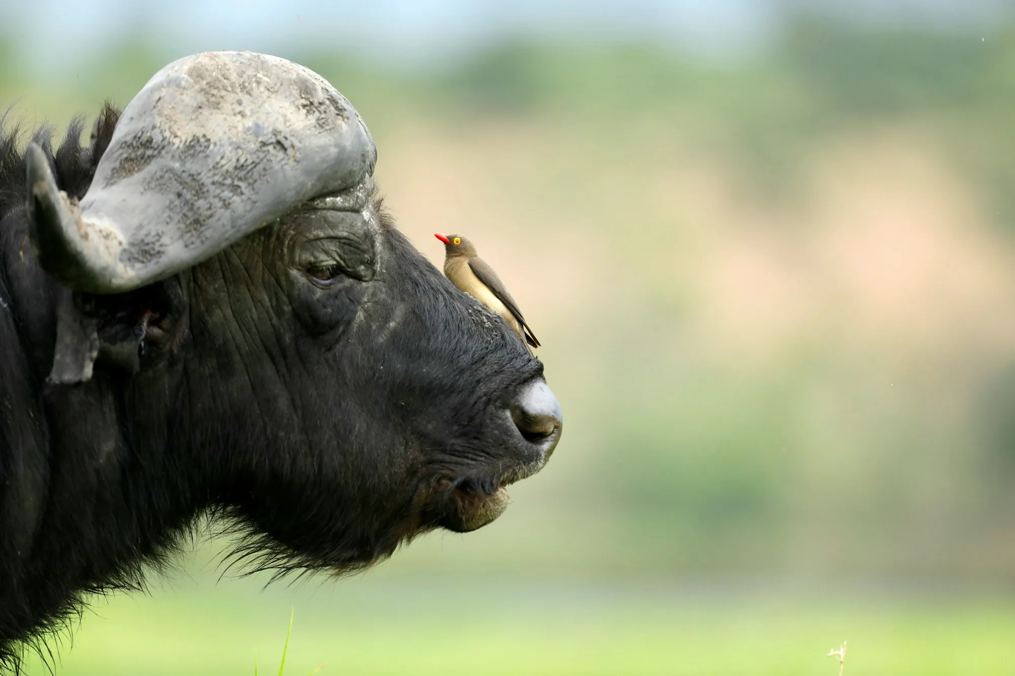 Moremi Game Reserve landscape photograph 3