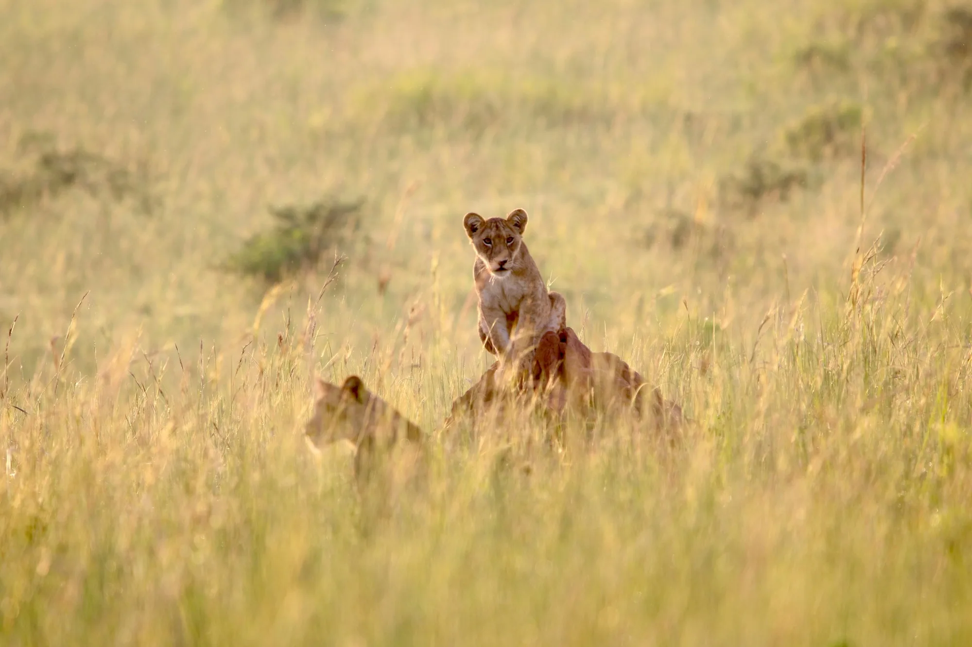 Murchison Falls National Park landscape photograph 2
