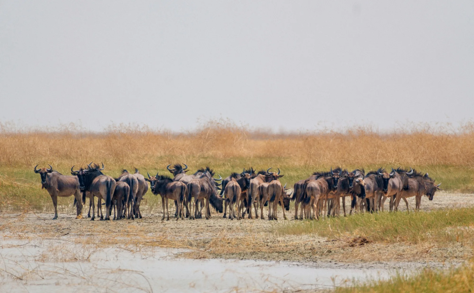 Makgadikgadi Pans National Park landscape photograph 2