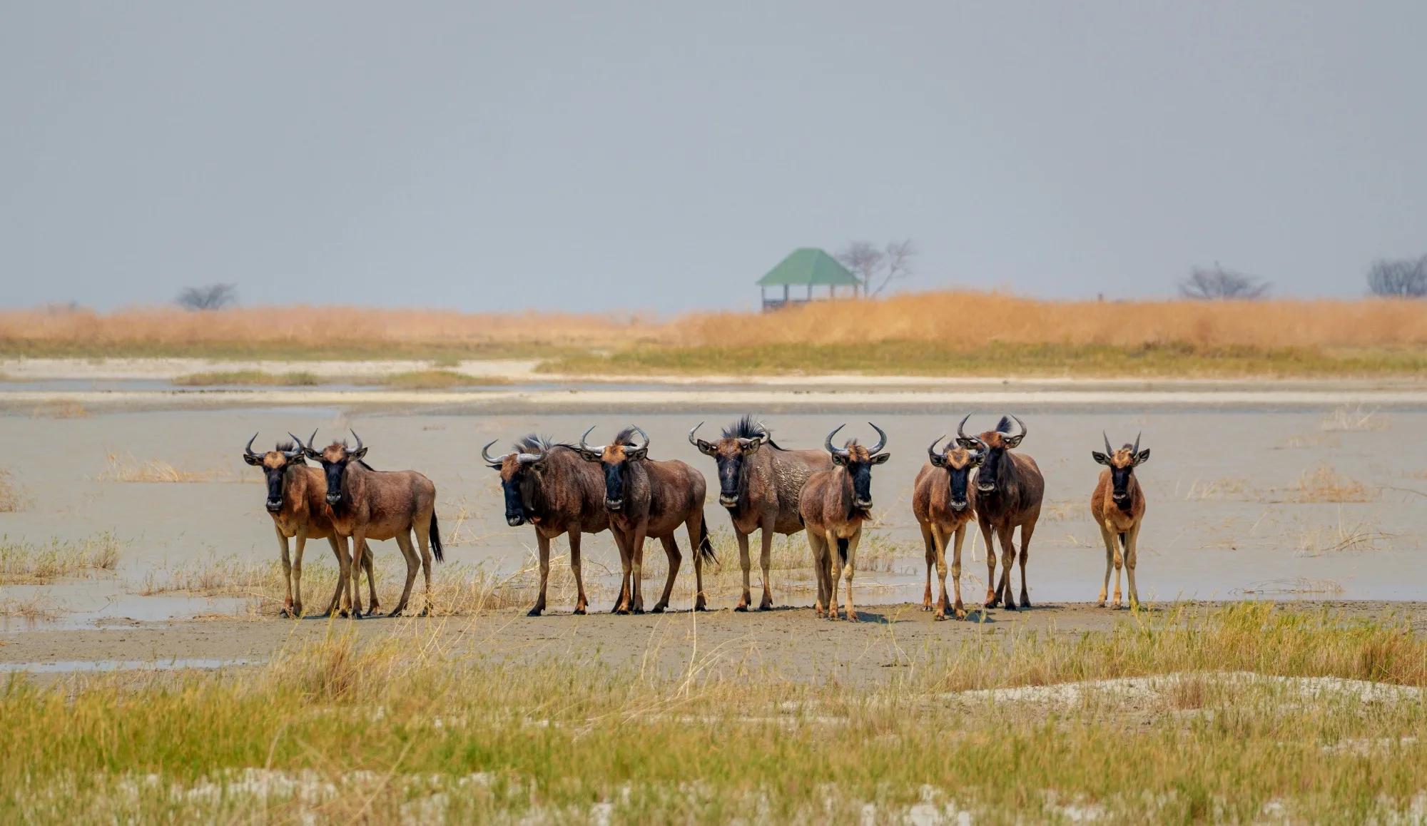 Makgadikgadi Pans National Park landscape photograph 3