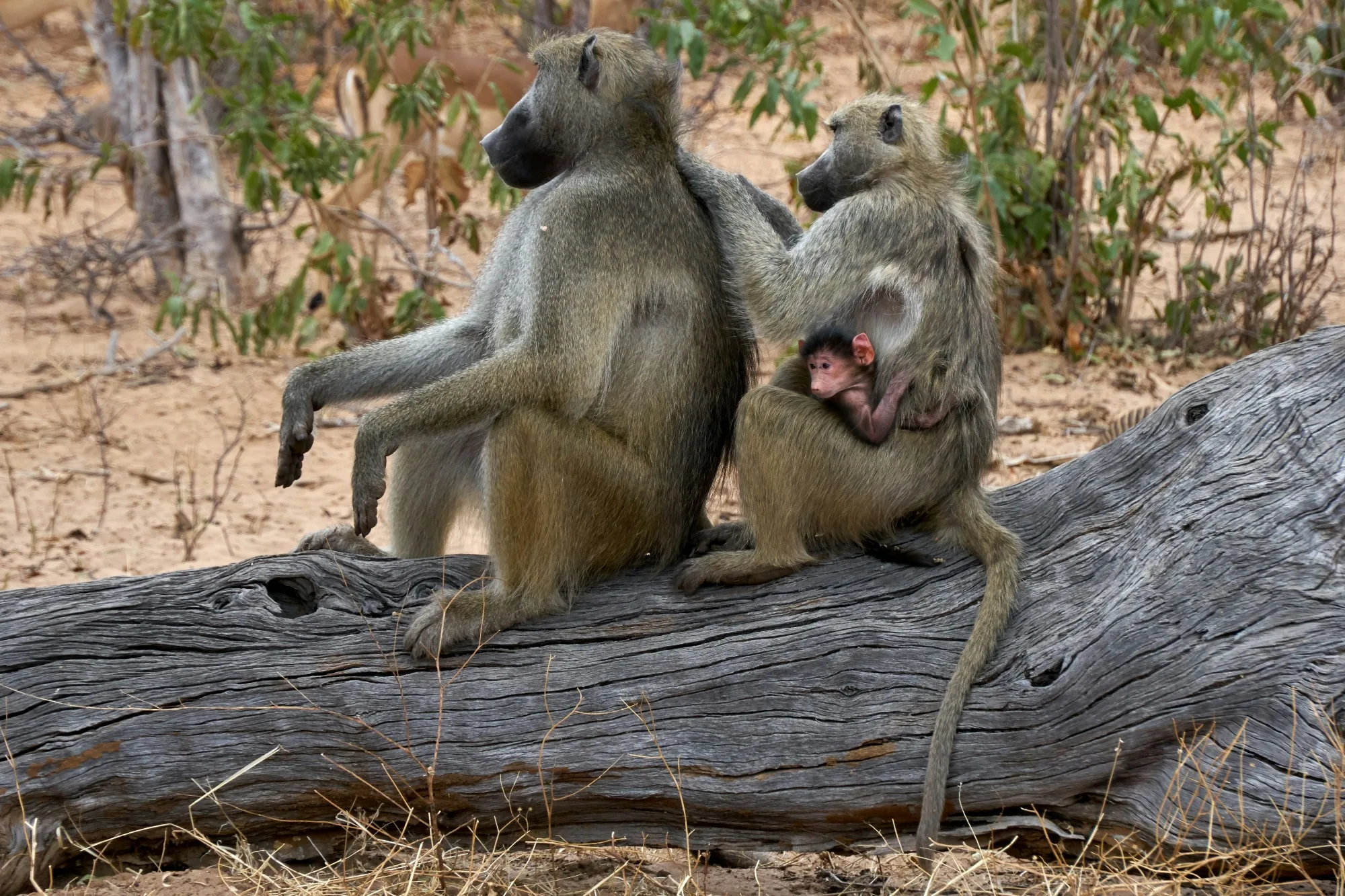 Chobe National Park landscape photograph 1