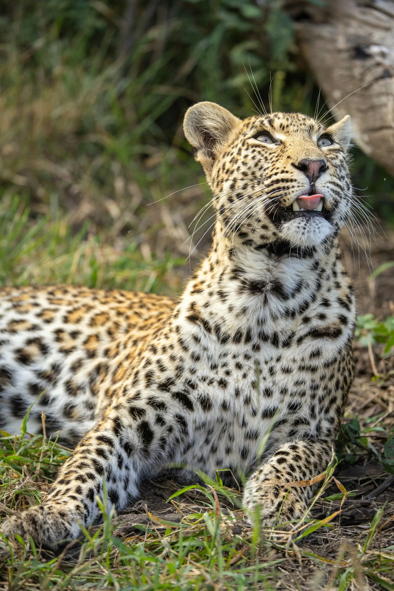 Sabi Sands Game Reserve — photo 2
