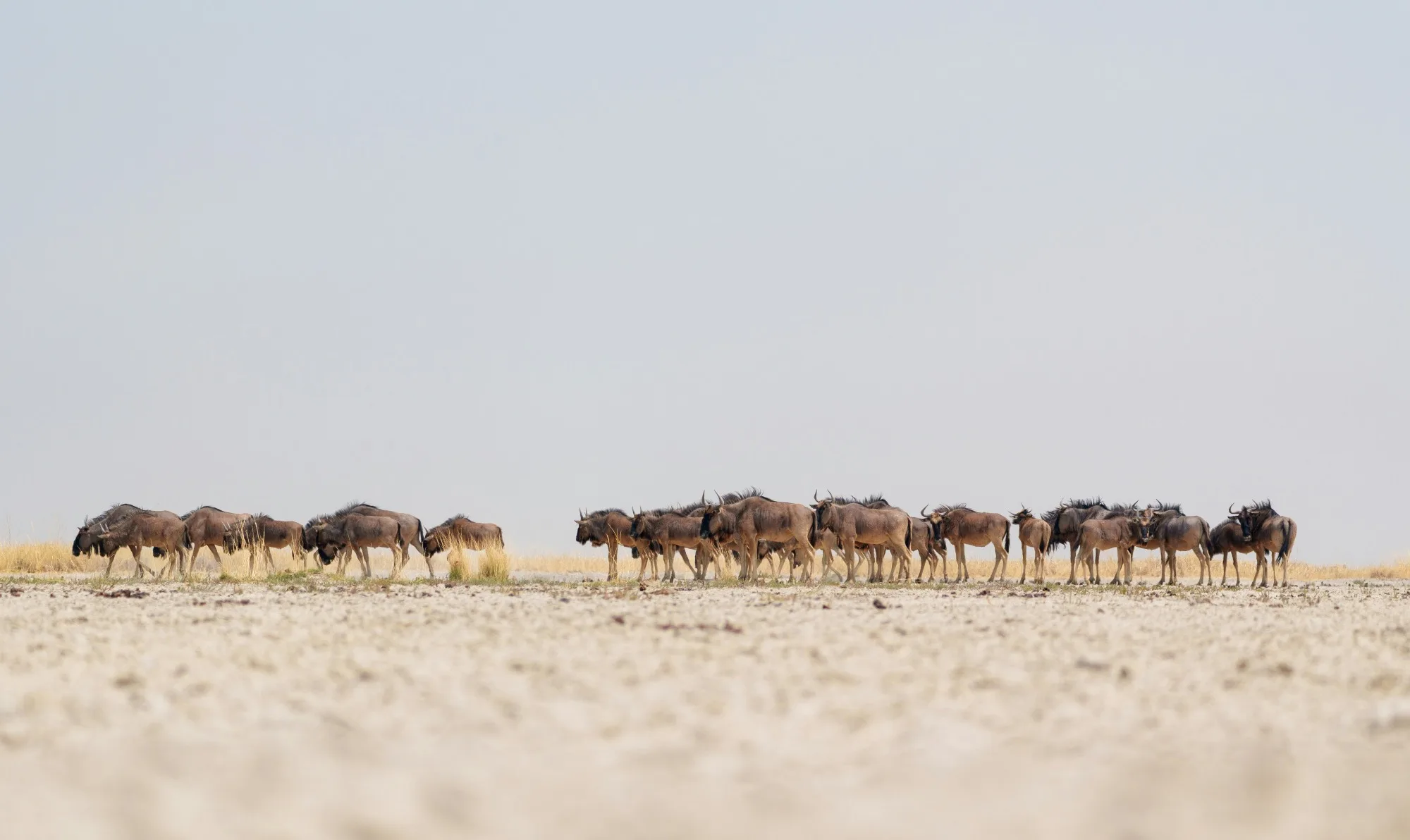 Expansive white salt flats and golden grasses of Makgadikgadi Pans in Botswana under open blue sky