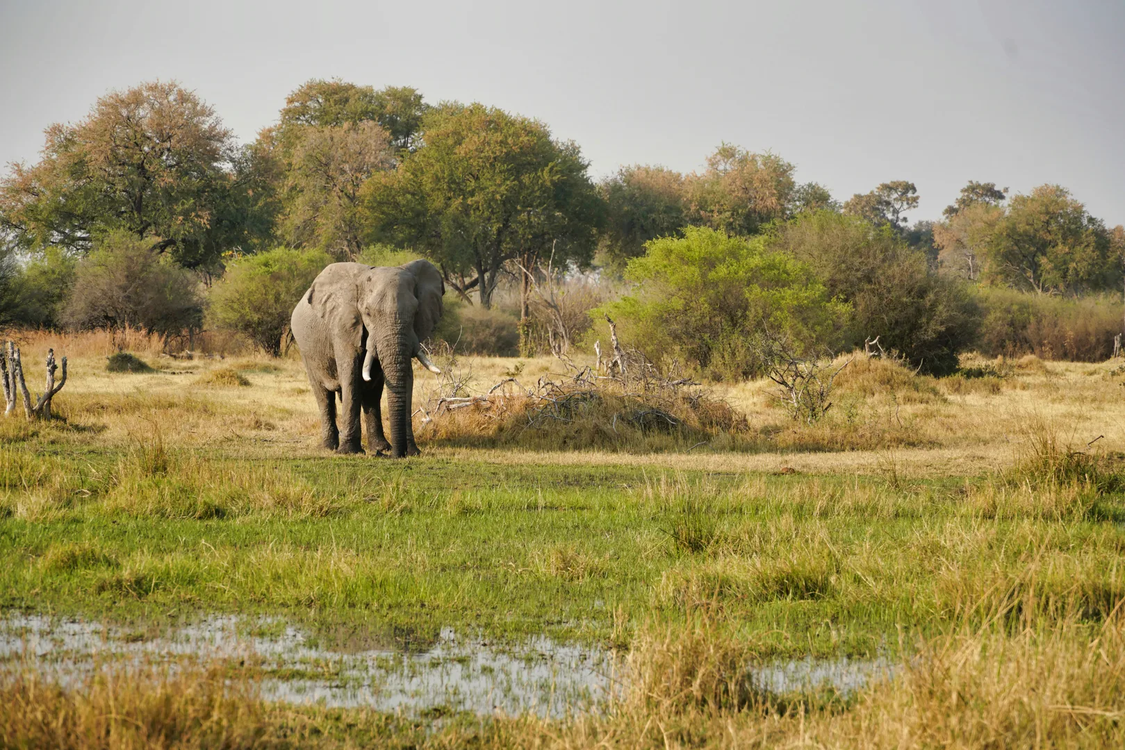 Elephants crossing the Okavango Delta wetlands in Botswana