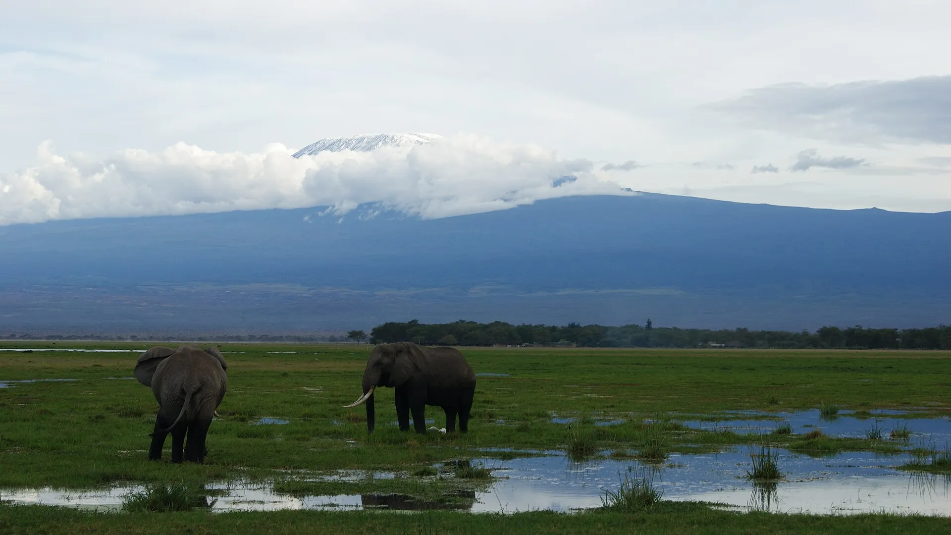 Elephants on the East African plains with Mount Kilimanjaro in the distance