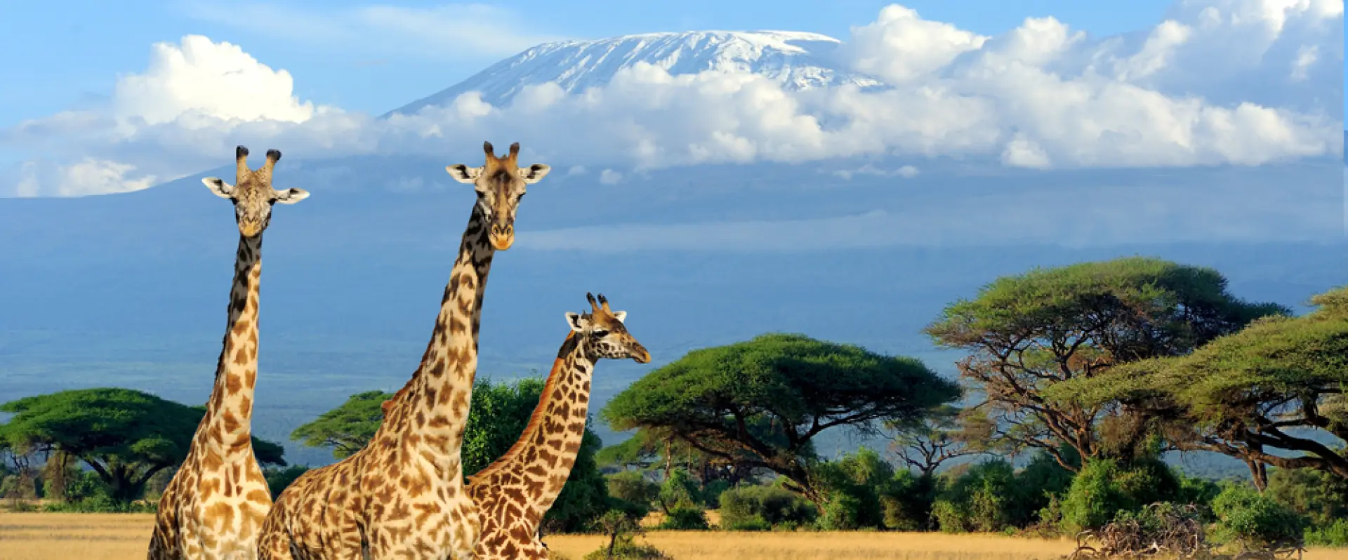 africa nature